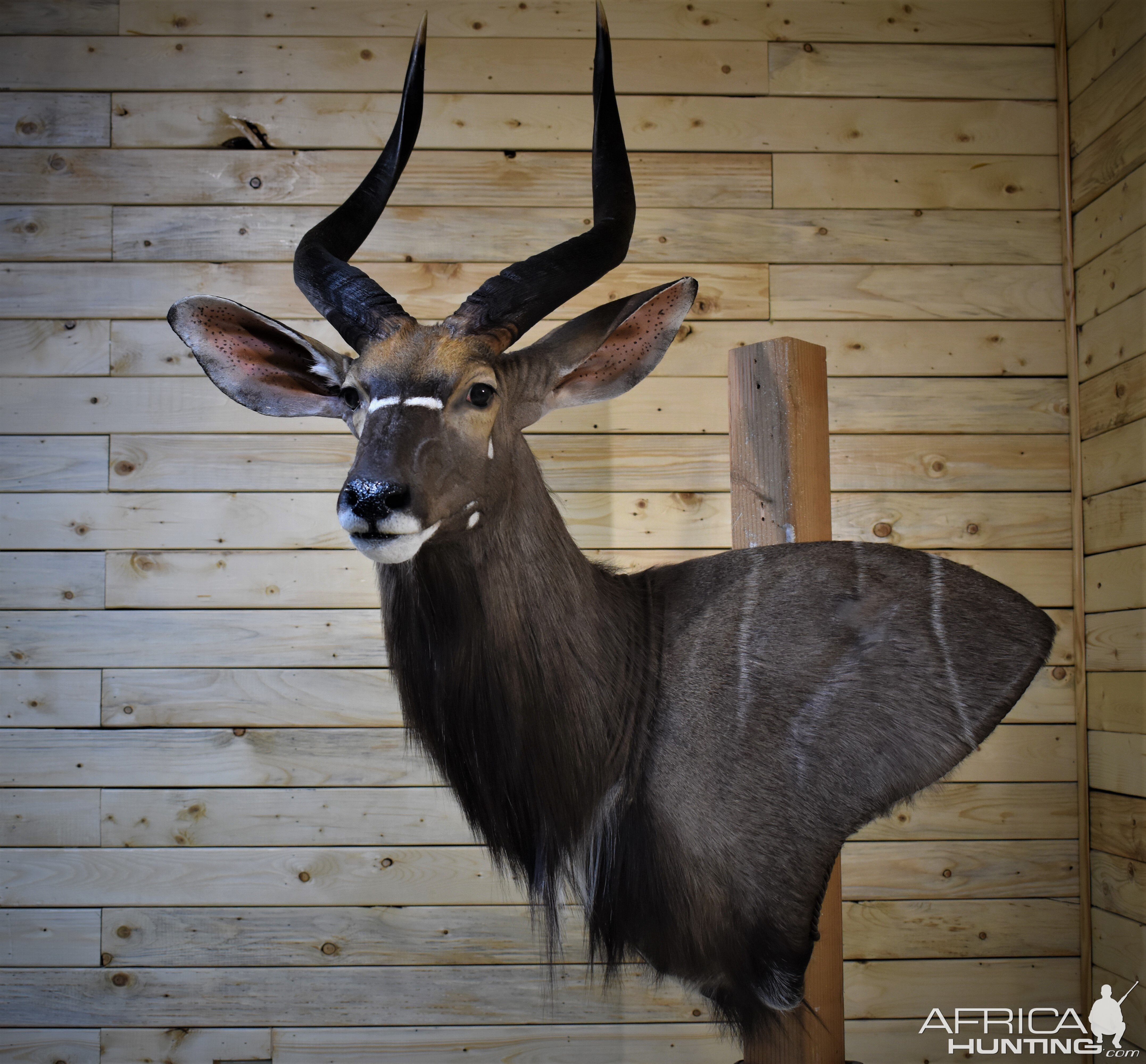 Nyala Wall Pedestal Taxidermy