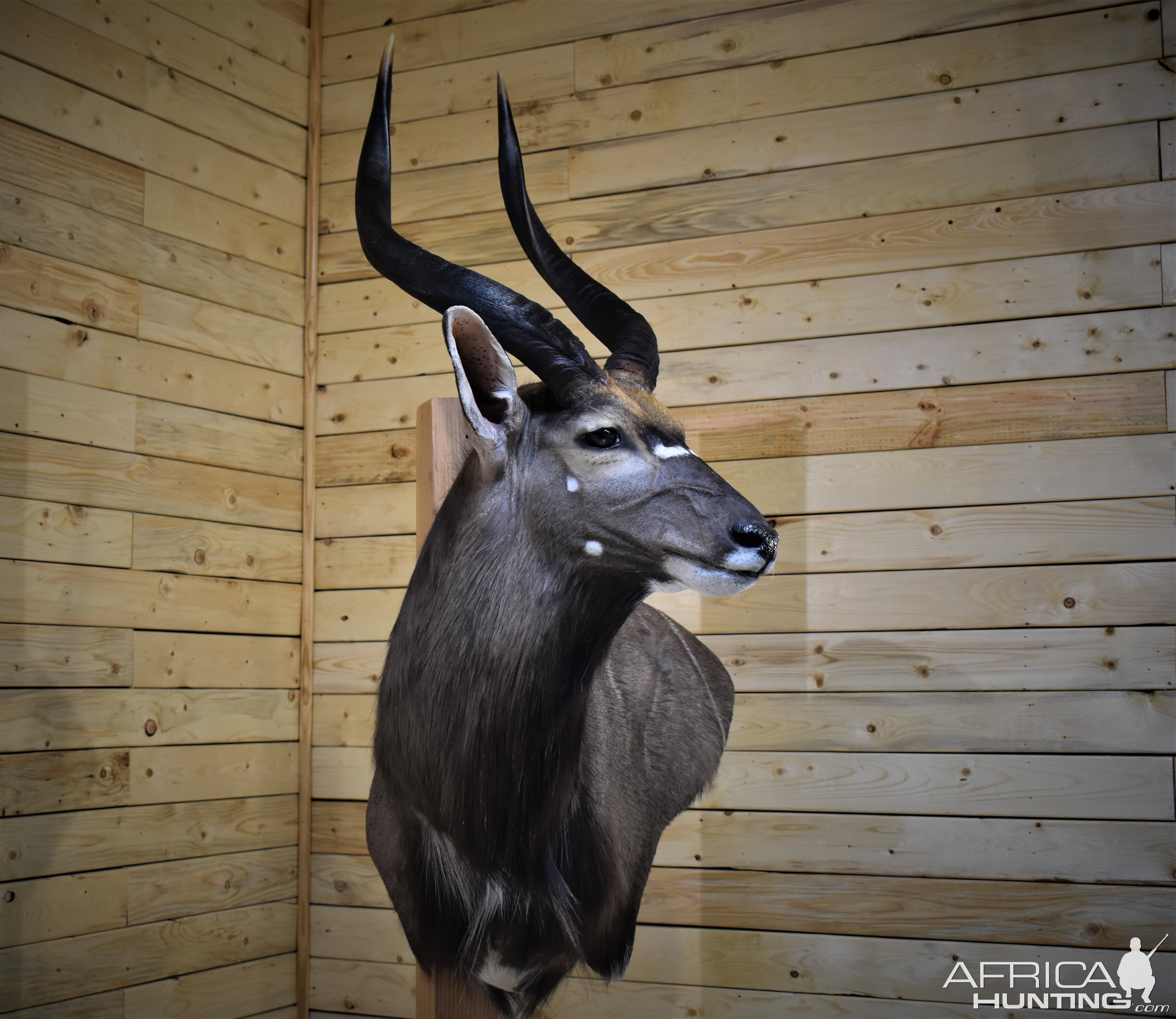 Nyala Wall Pedestal Taxidermy