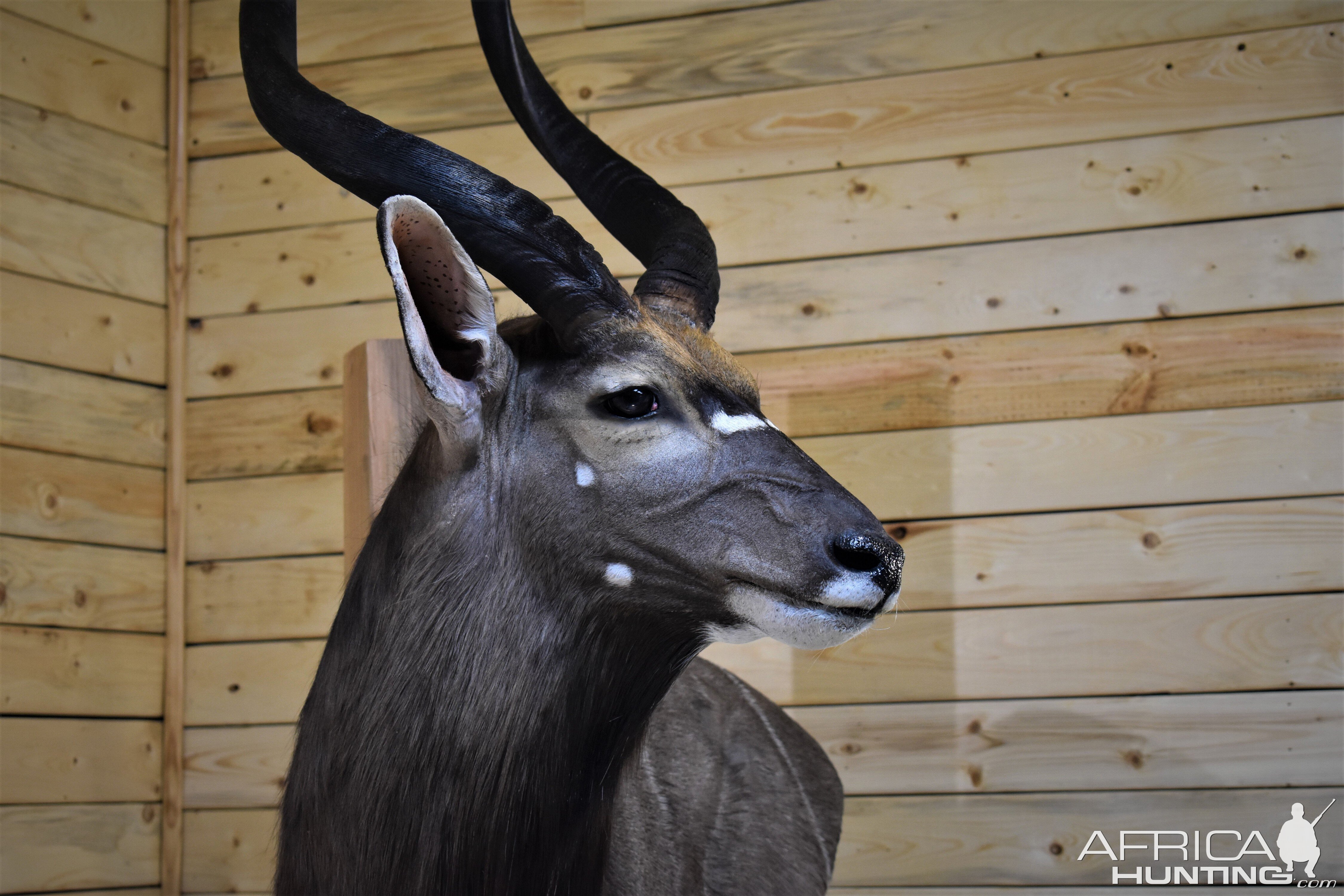 Nyala Wall Pedestal Taxidermy