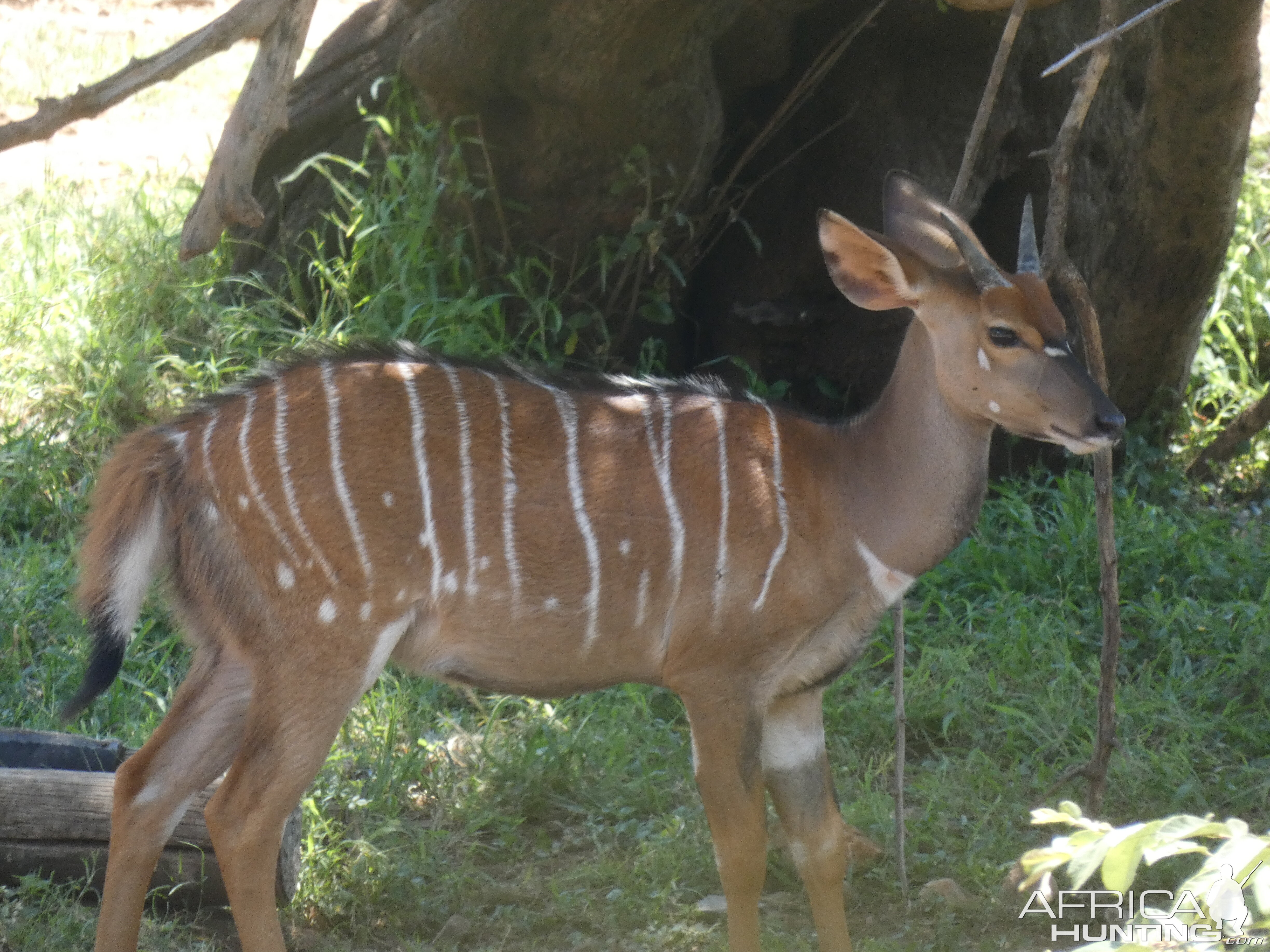 Nyala Youngster South Africa