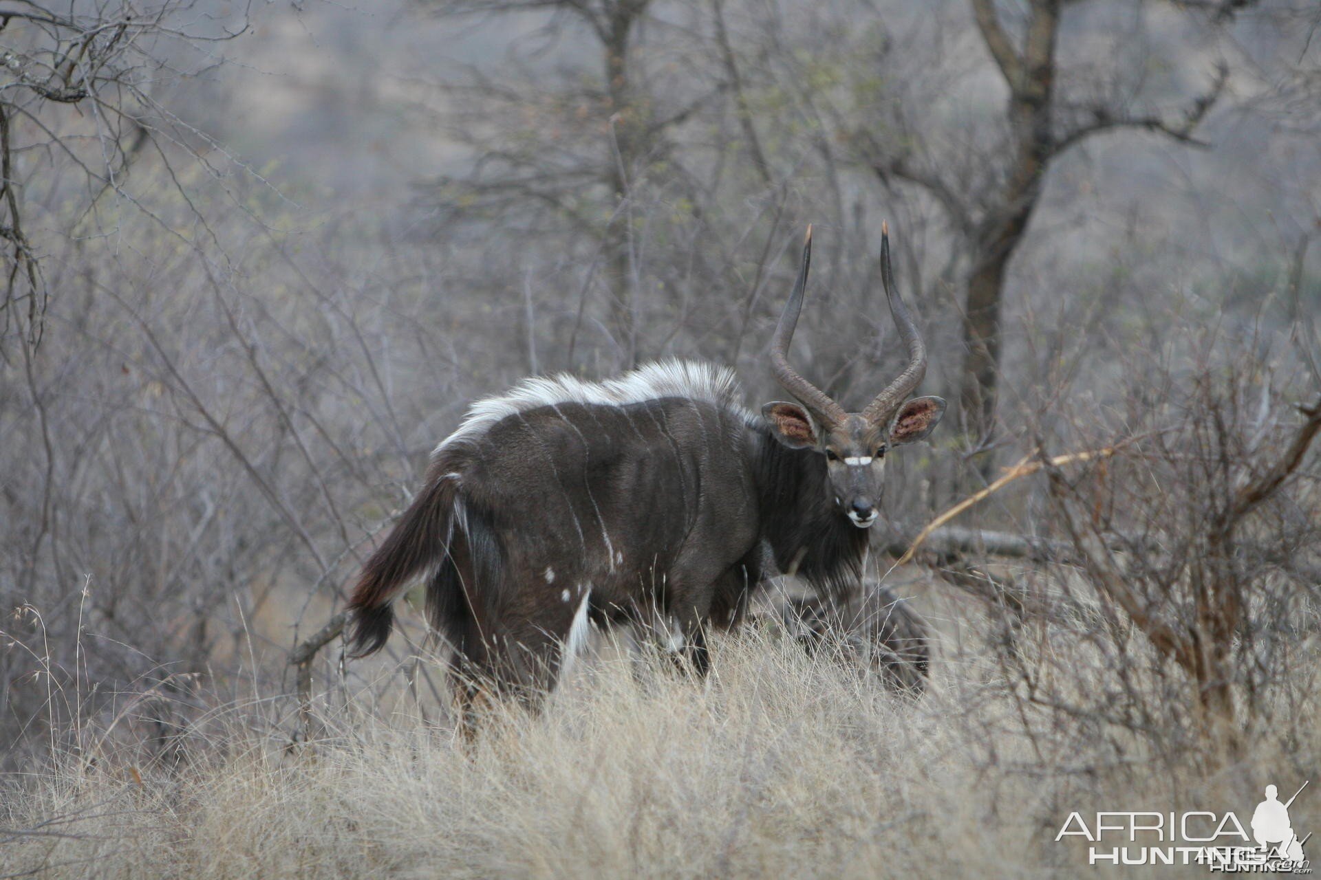 Nyala