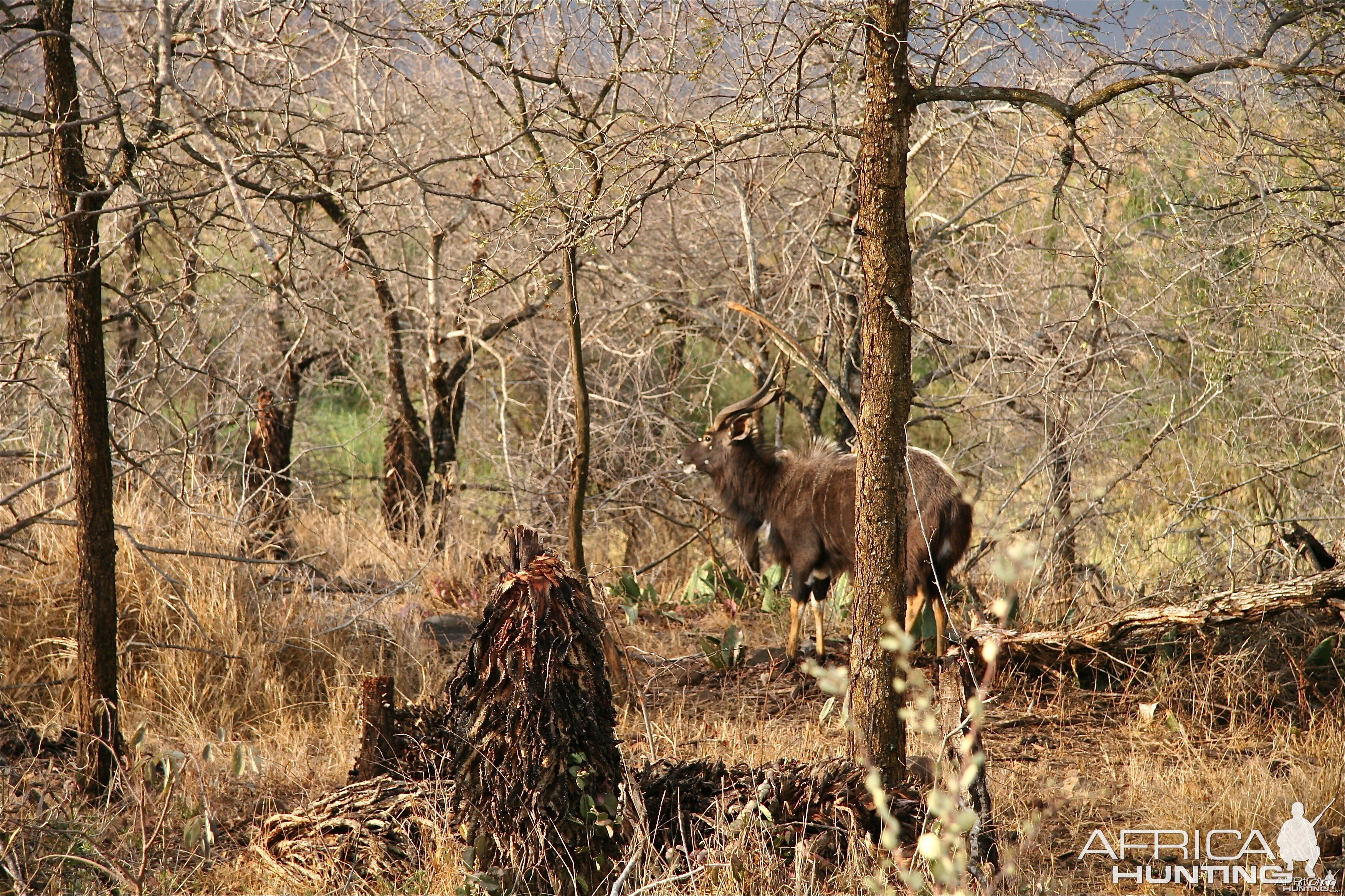 Nyala