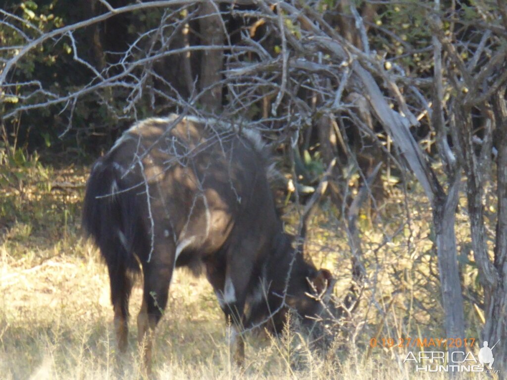 Nyala