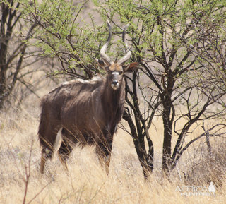 Nyala