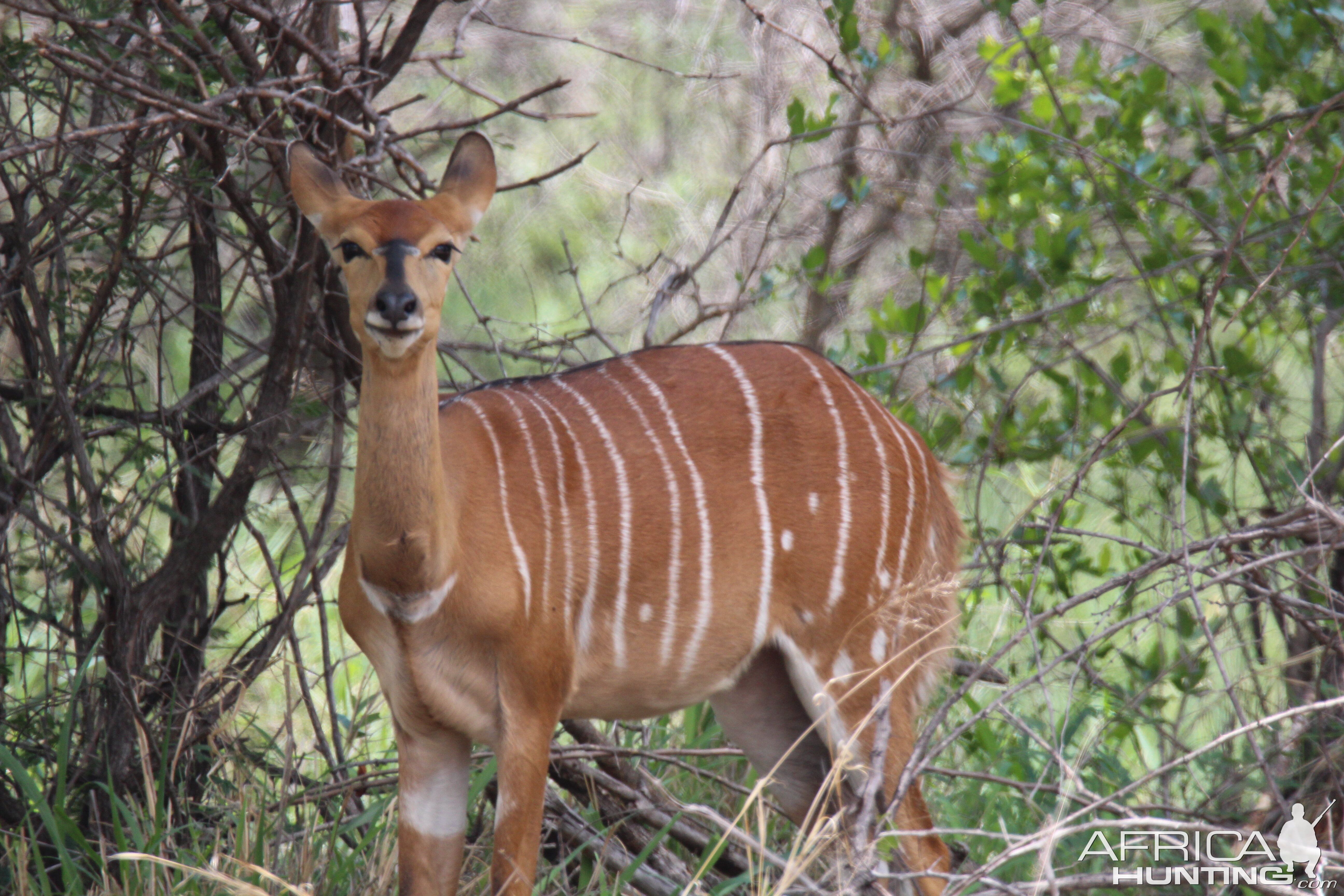 Nyala