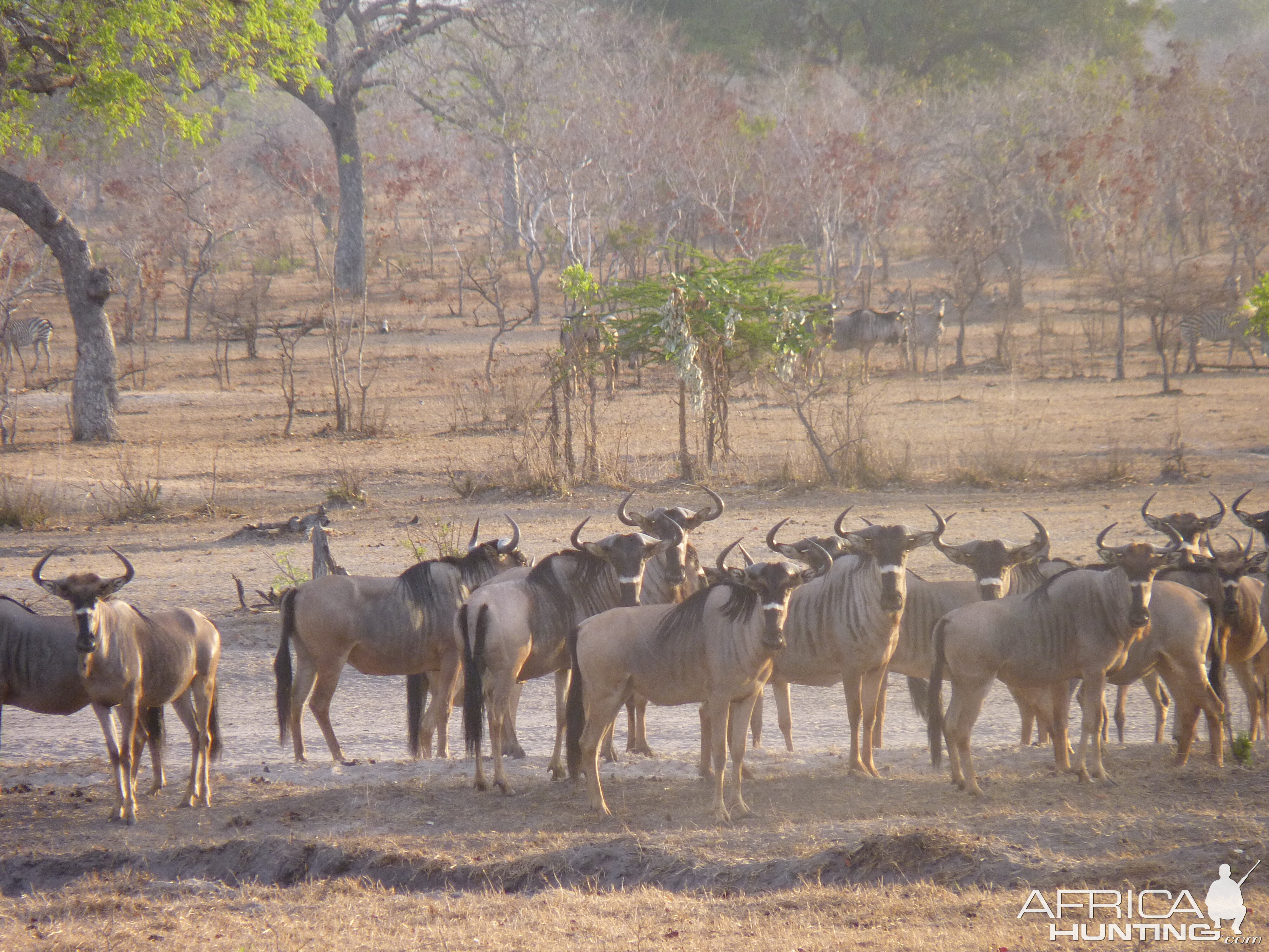 Nyasaland Gnu in Tanzania