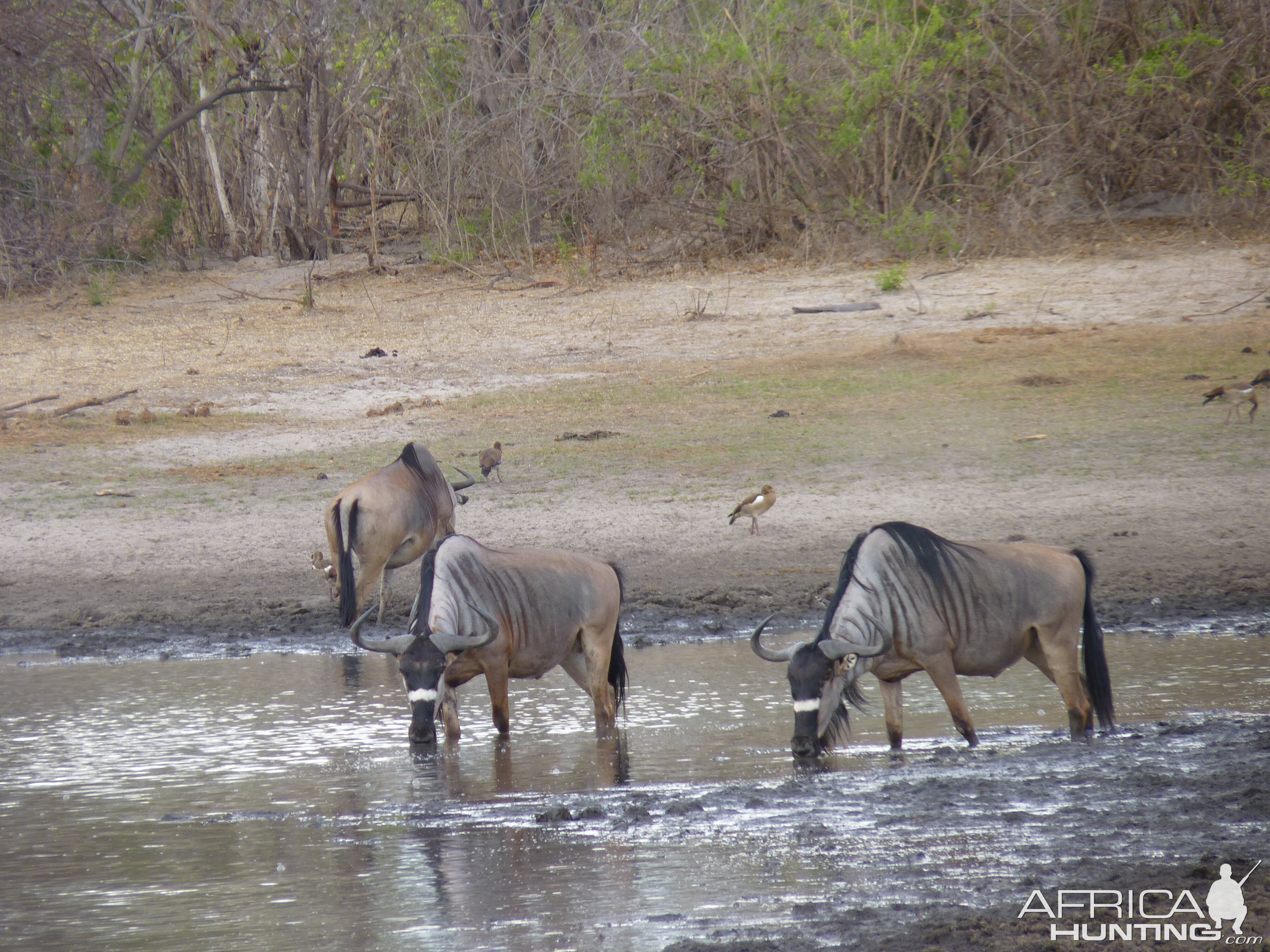 Nyasaland Gnu in Tanzania