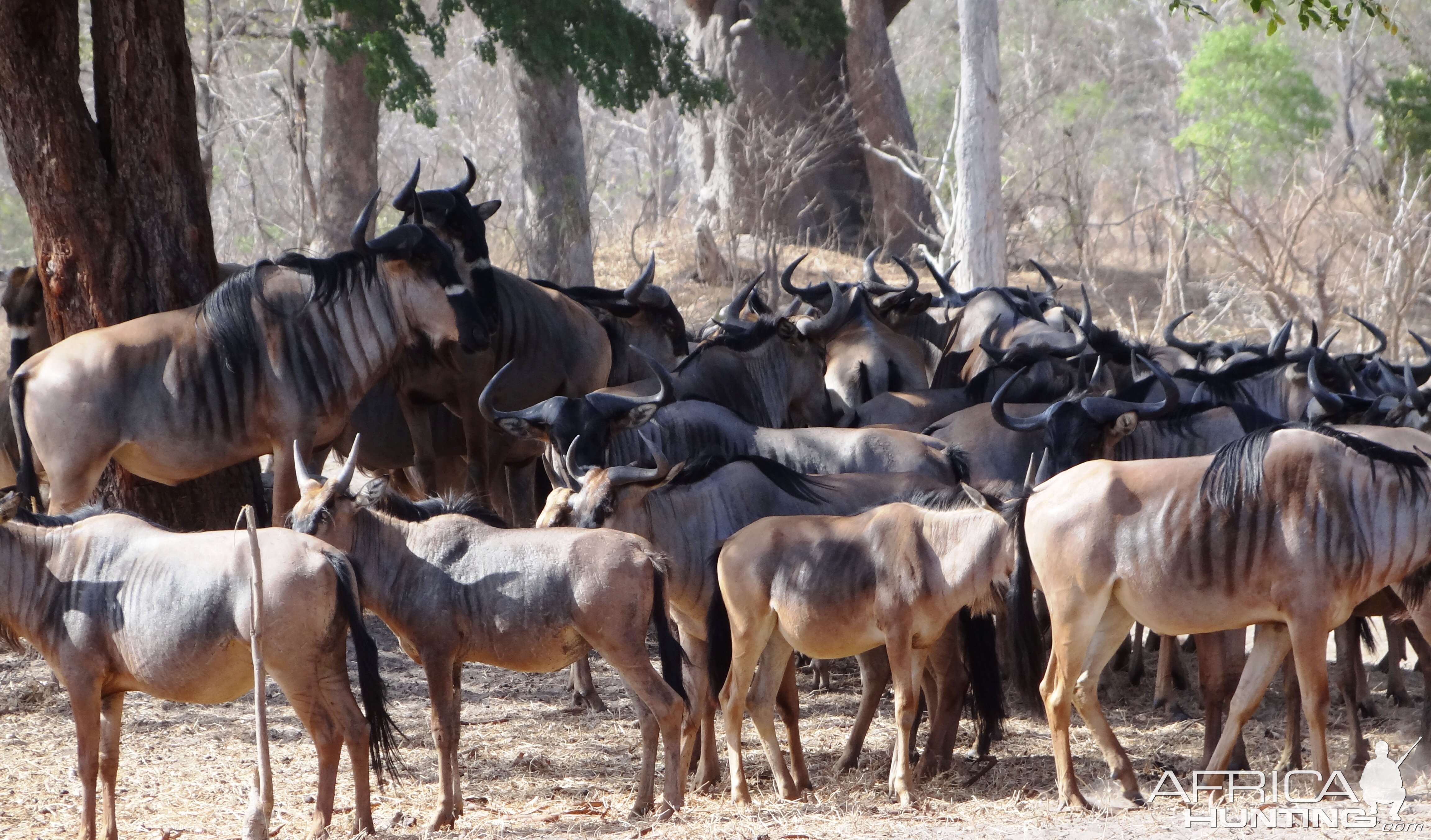 Nyasaland Gnu - Tanzania