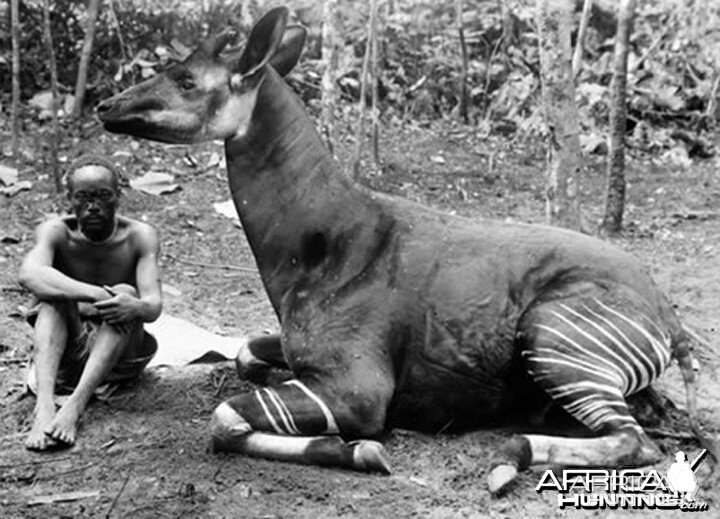 Okapi, Congo circa 1910