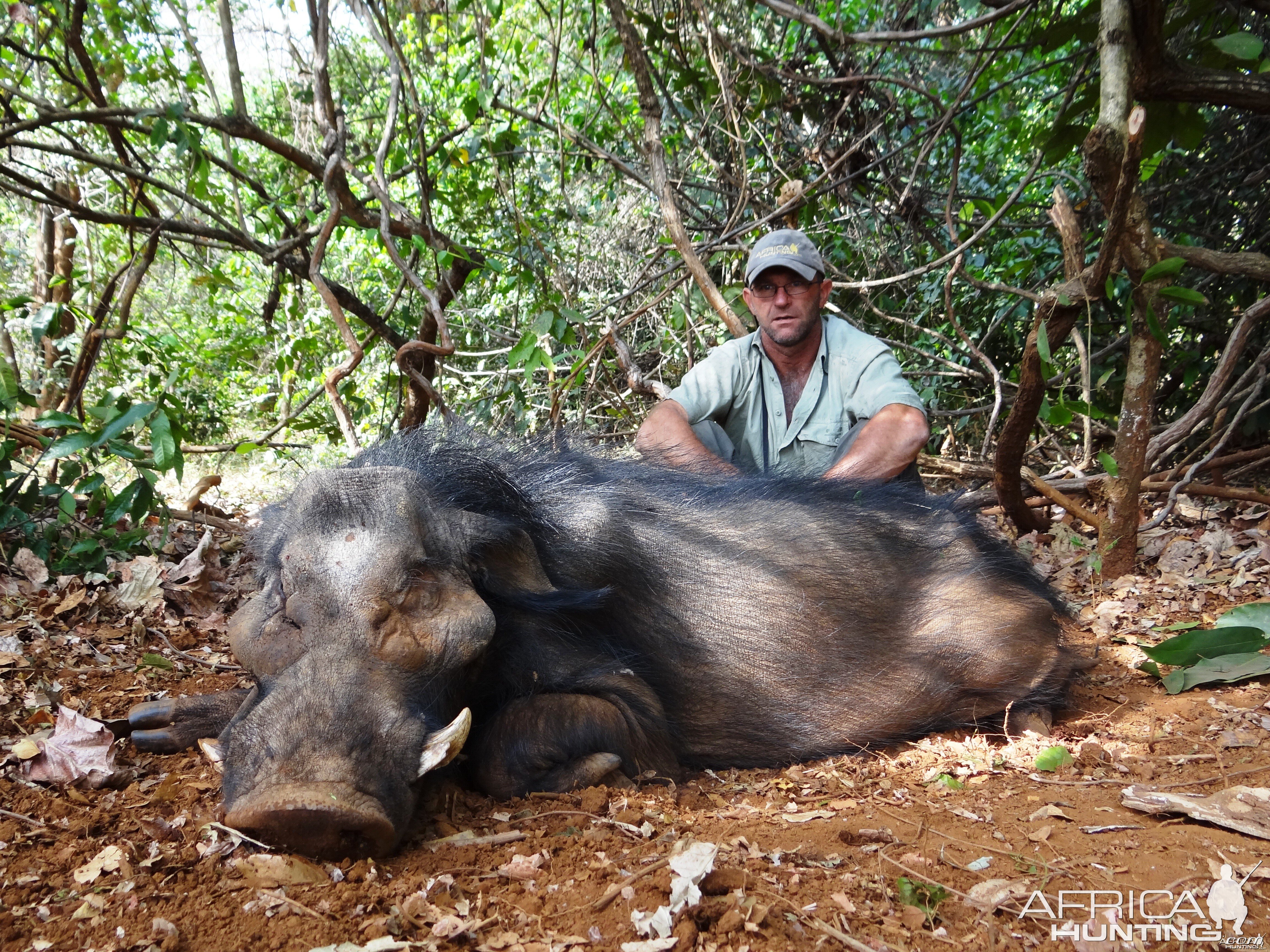 Old and blind Giant forest hog