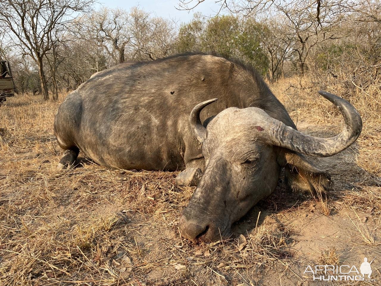 Old Buffalo Cow Hunt South Africa