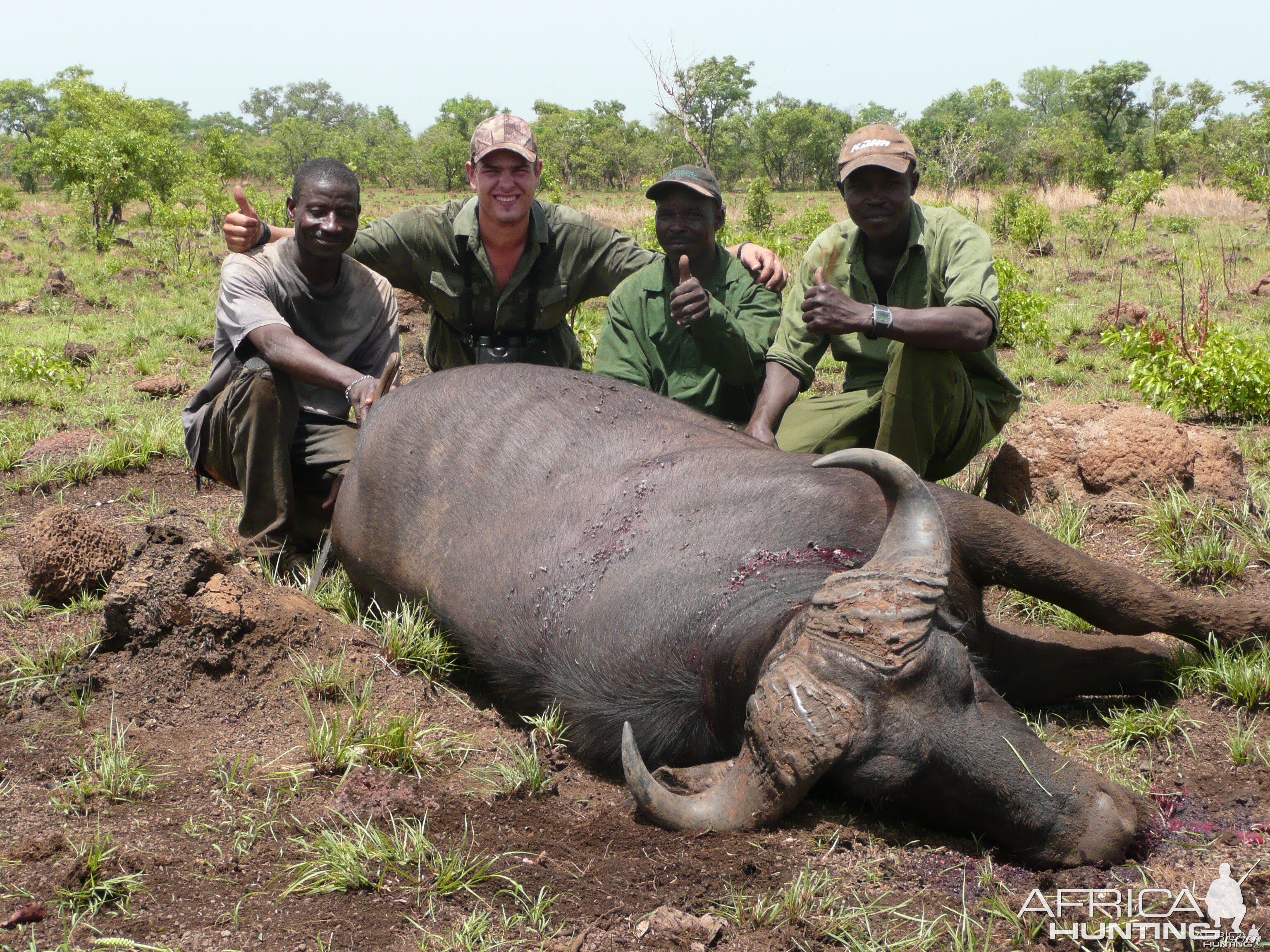 Old Buffalo hunted in CAR with Central African Wildlife Adventures