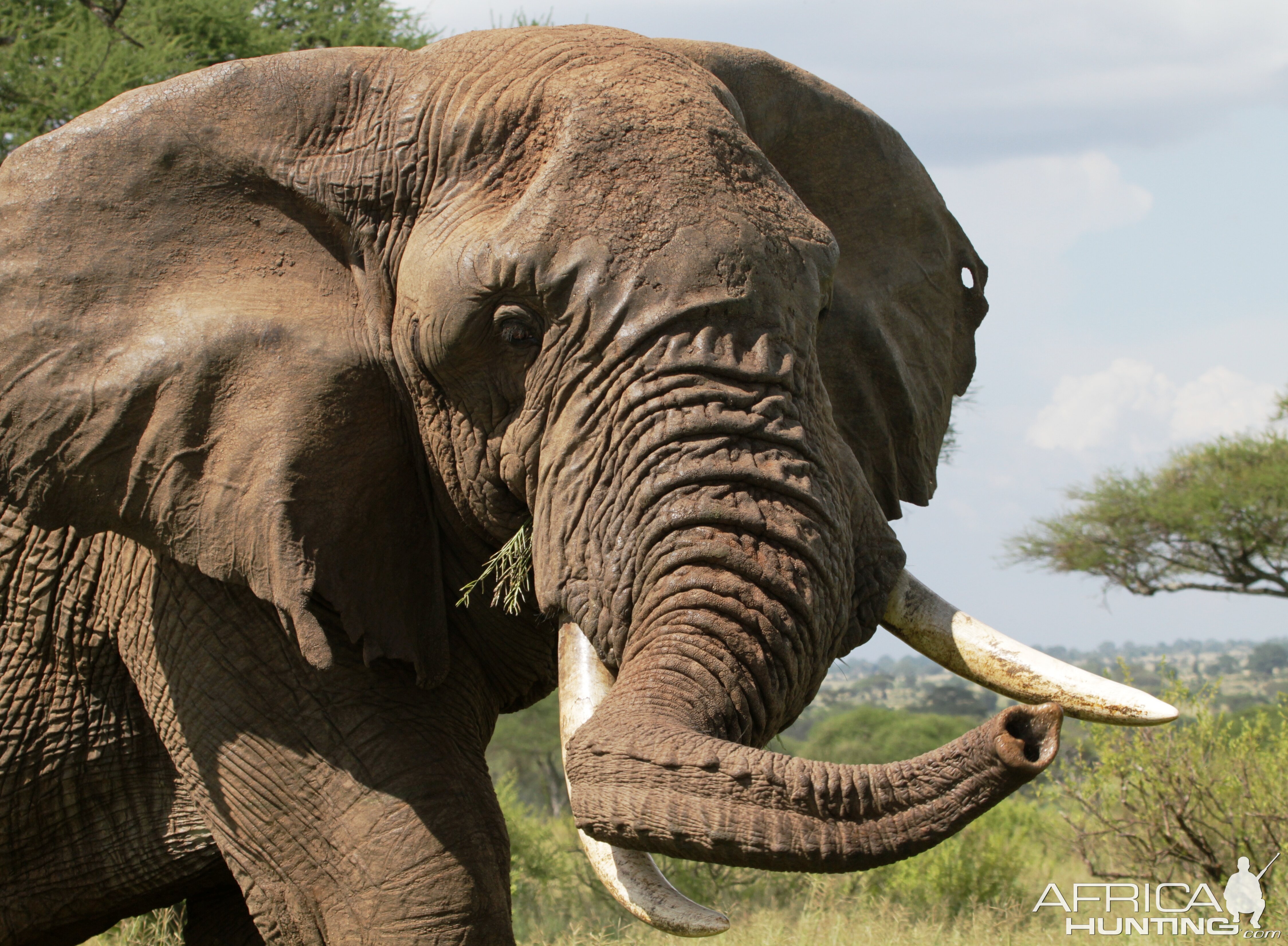 Old bull... Elephant in Tanzania