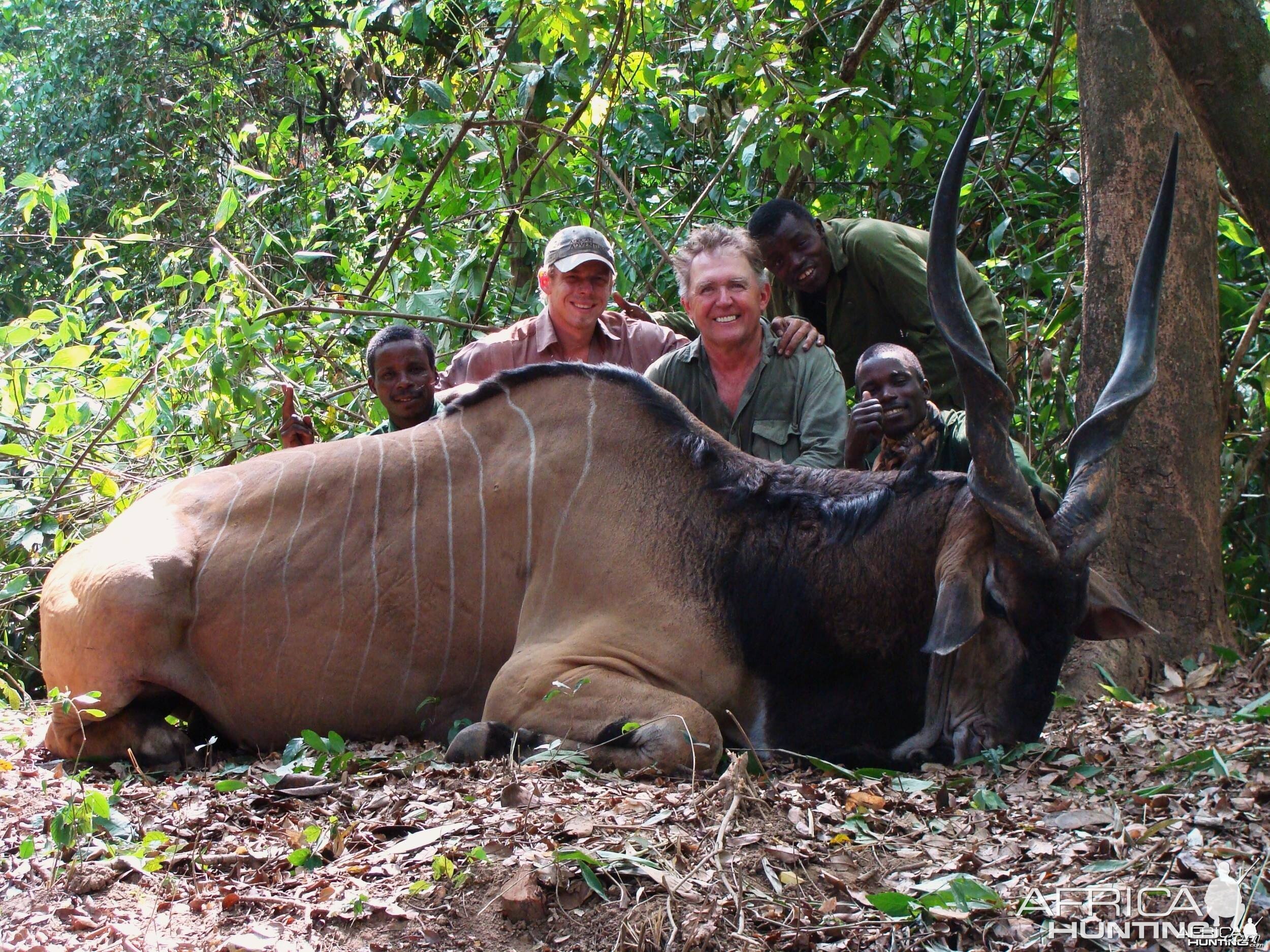 Old eland that took his last steps in to the rainforest