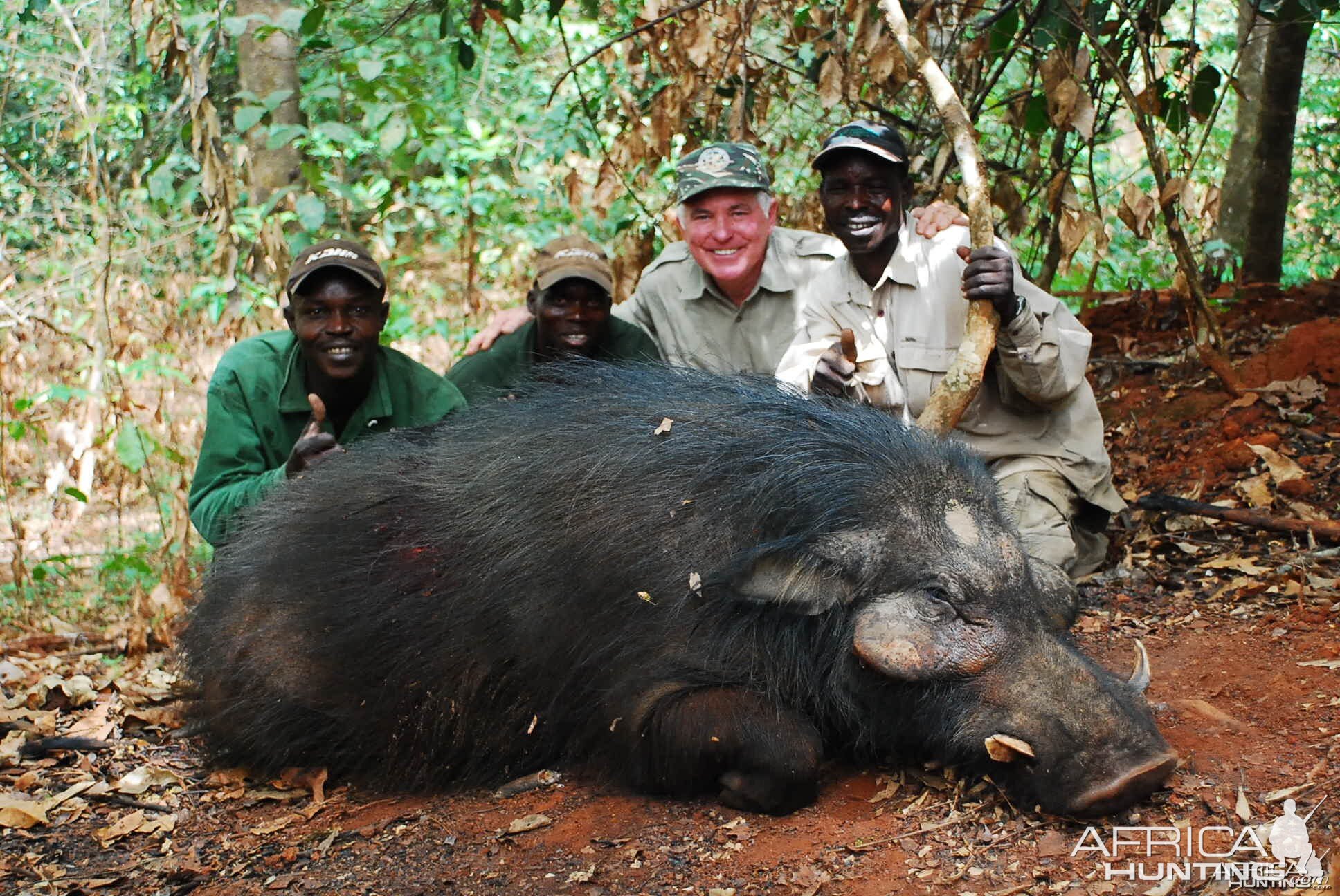 Old Giant Forest Hog hunted in CAR with Central African Wildlife Adventures