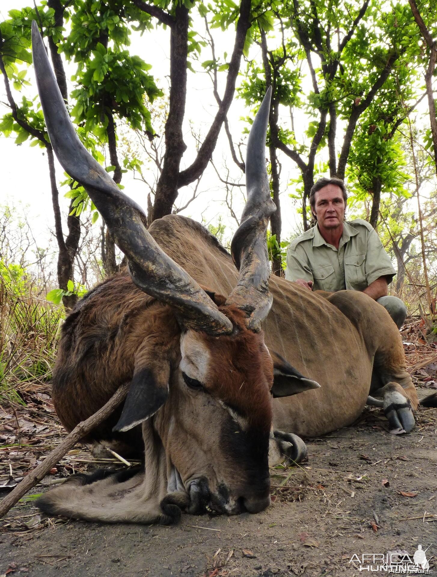 Old Lord Derby Eland hunted in CAR