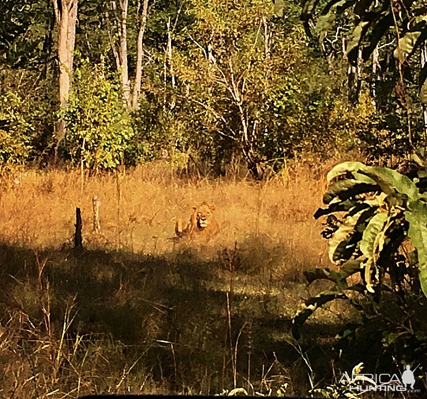 Old male Lion Zambia