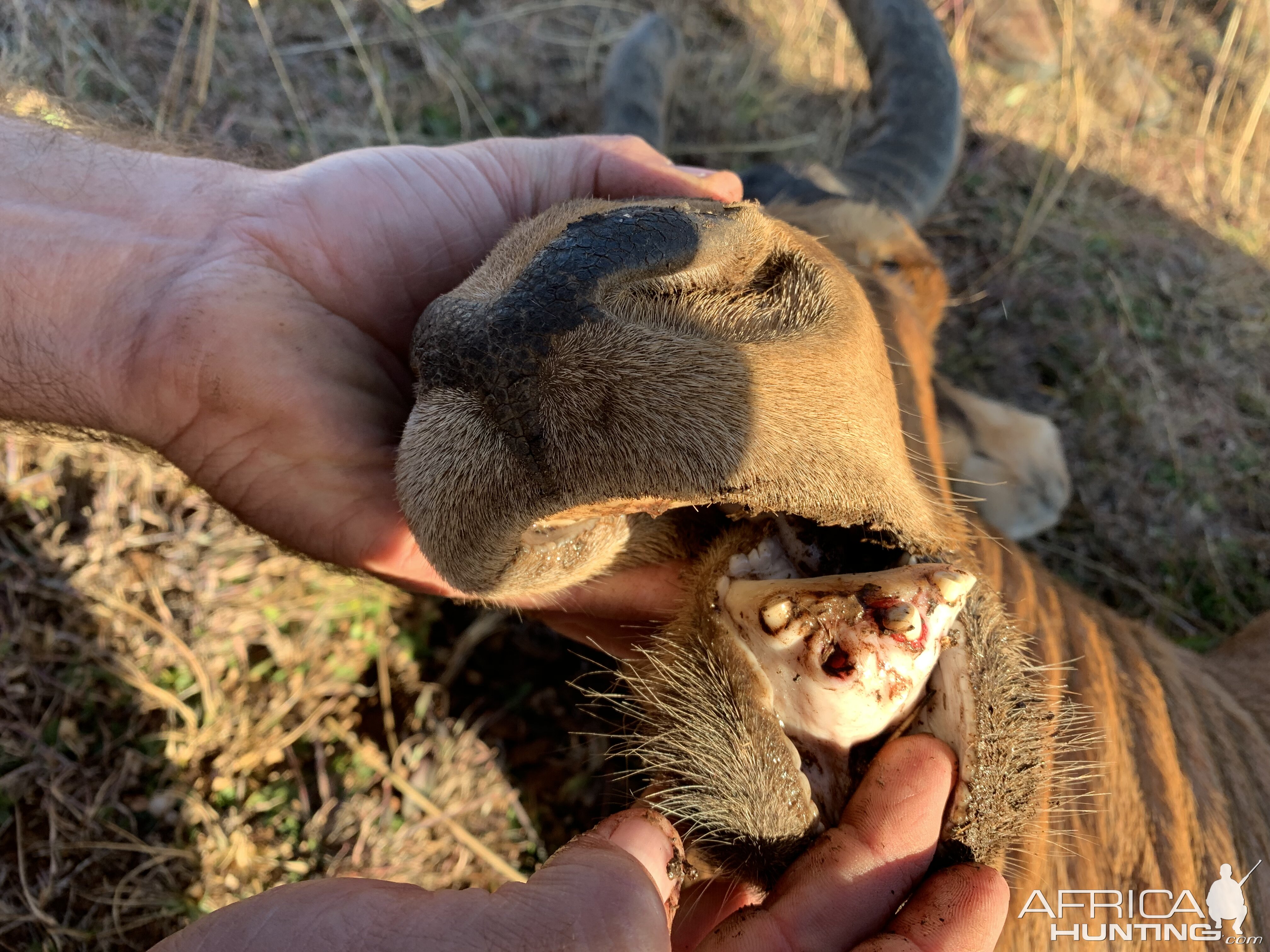 Old Red Hartebeest