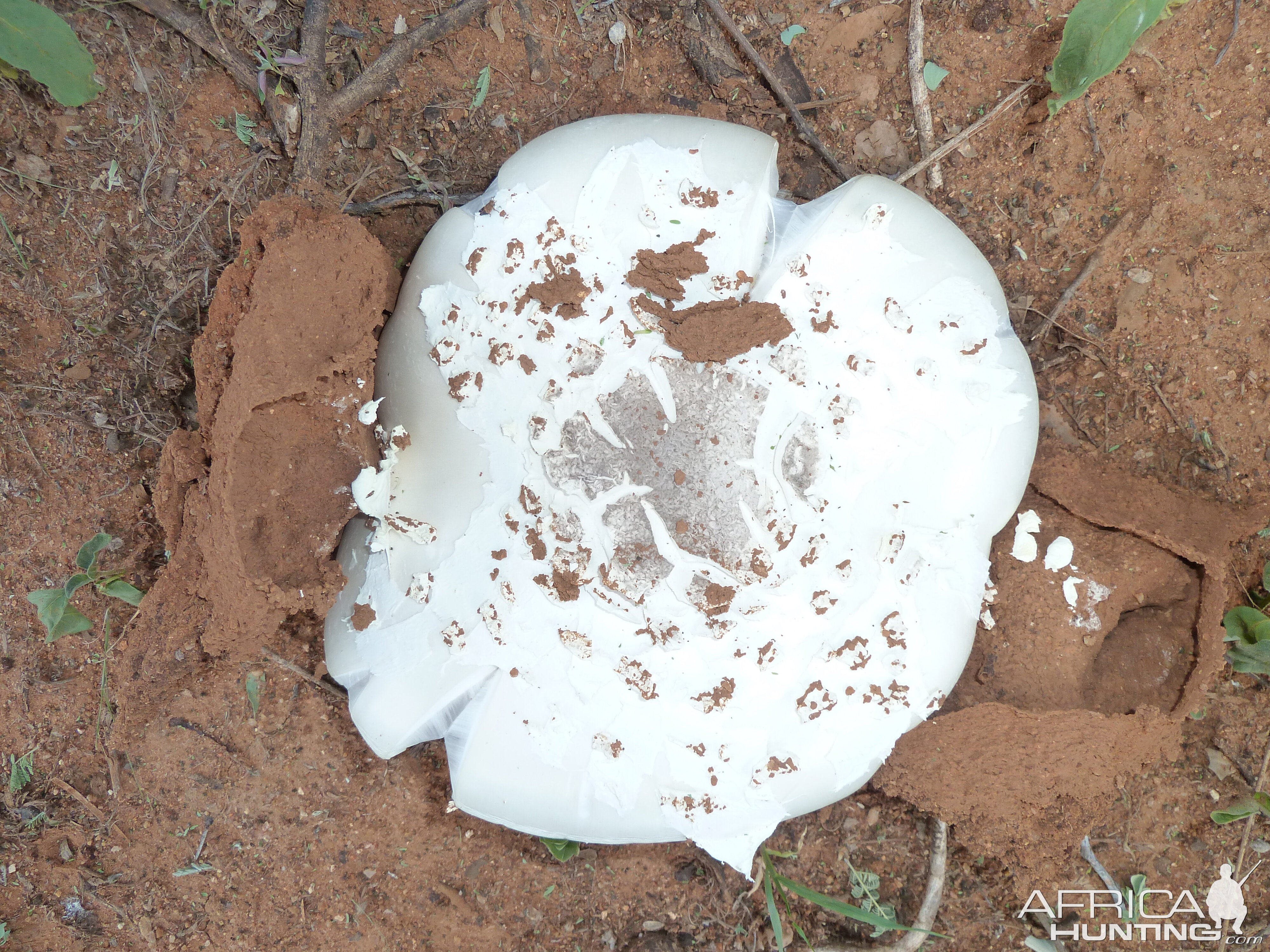 Omajowa termite hill mushrooms Namibia