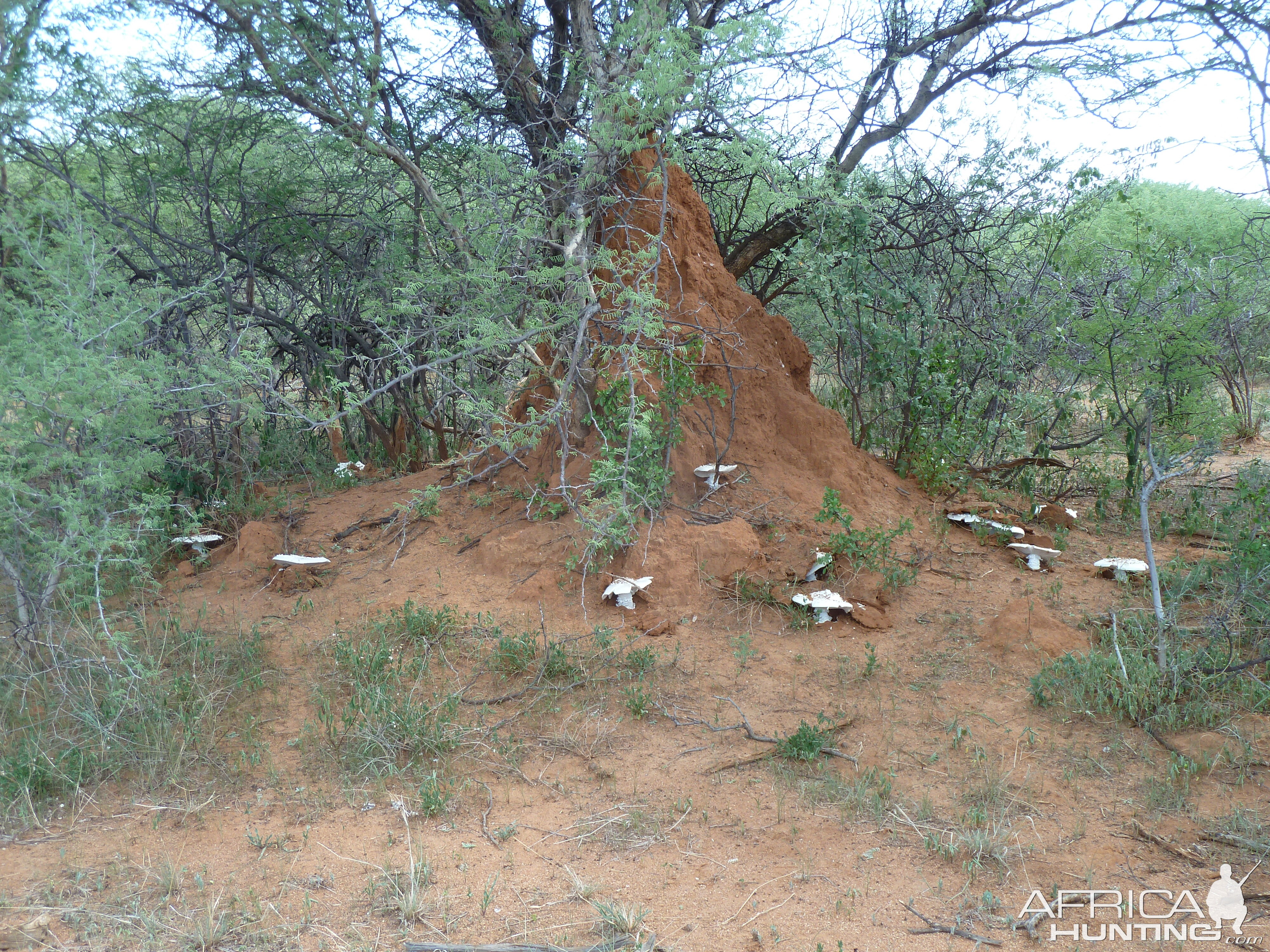 Omajowa termite hill mushrooms Namibia