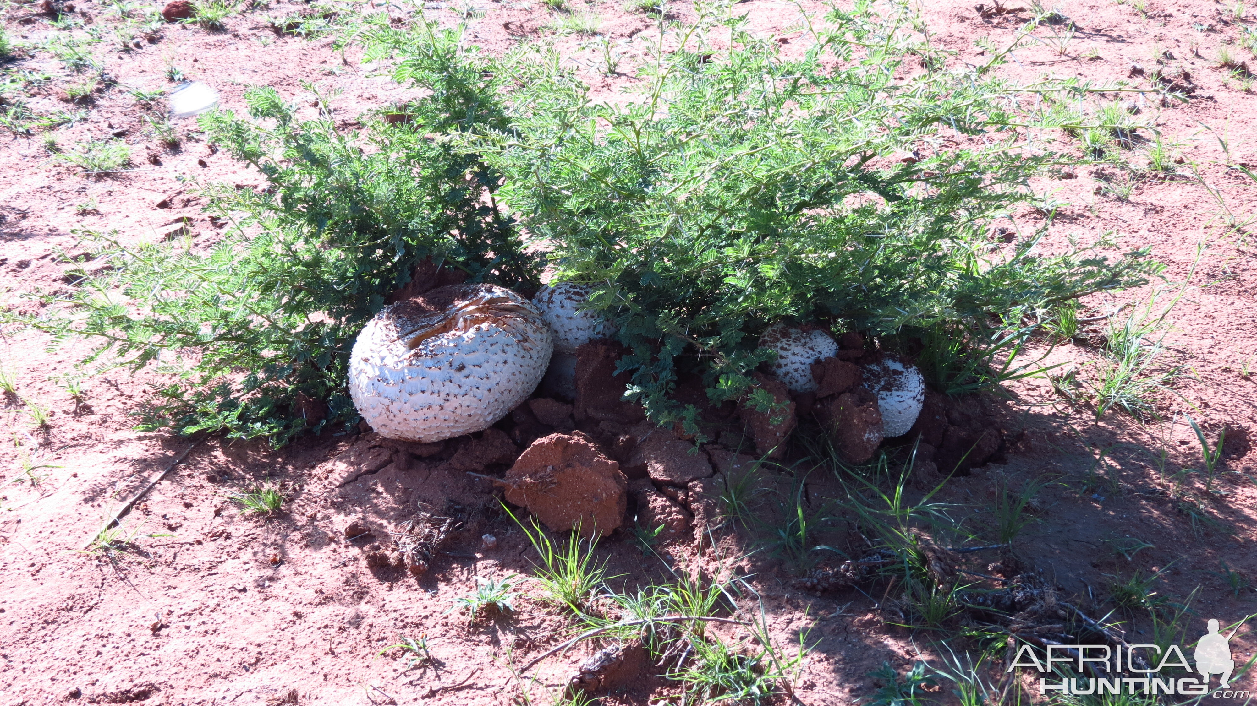 Omajowa termite hill mushrooms Namibia