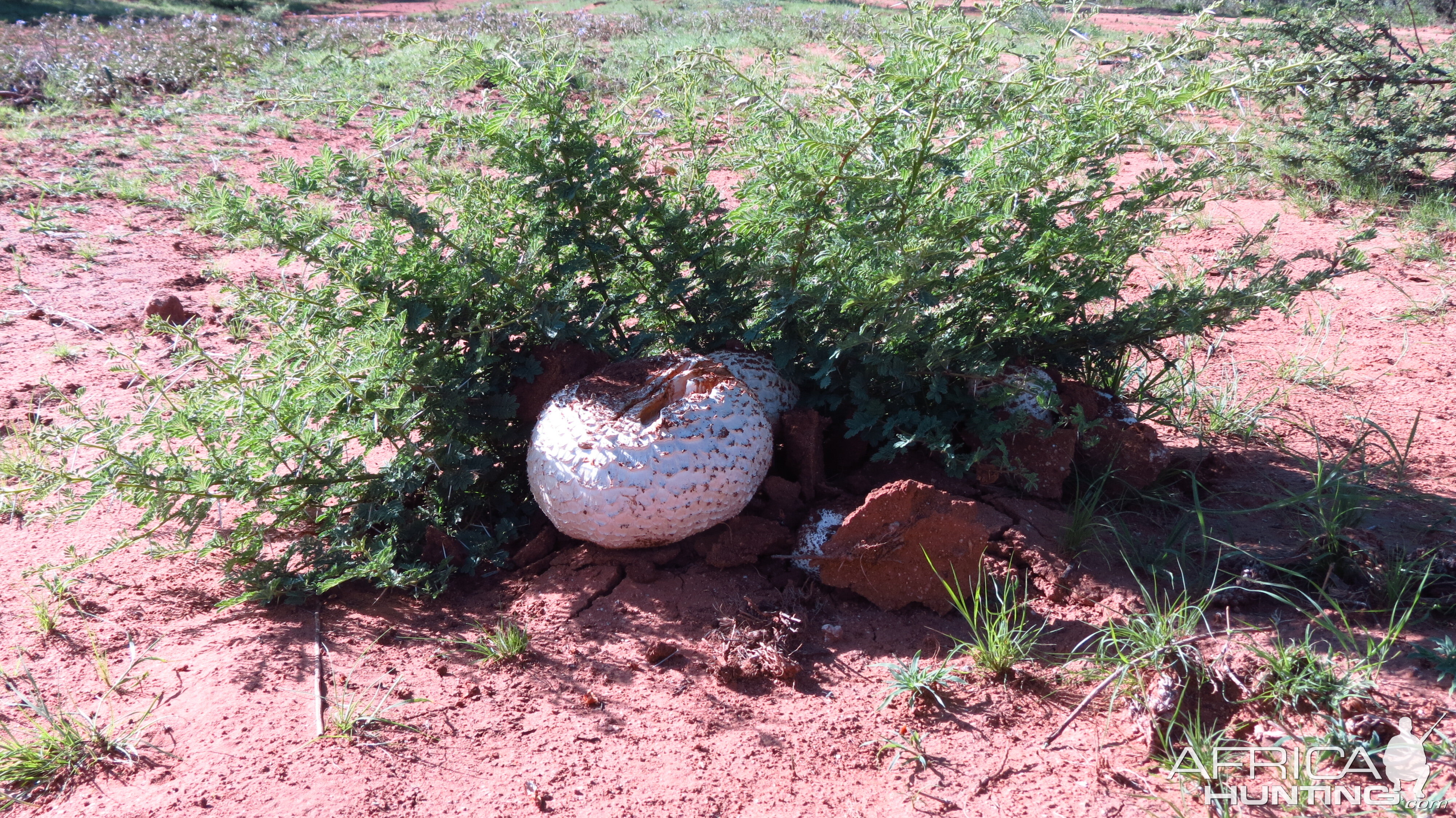 Omajowa termite hill mushrooms Namibia