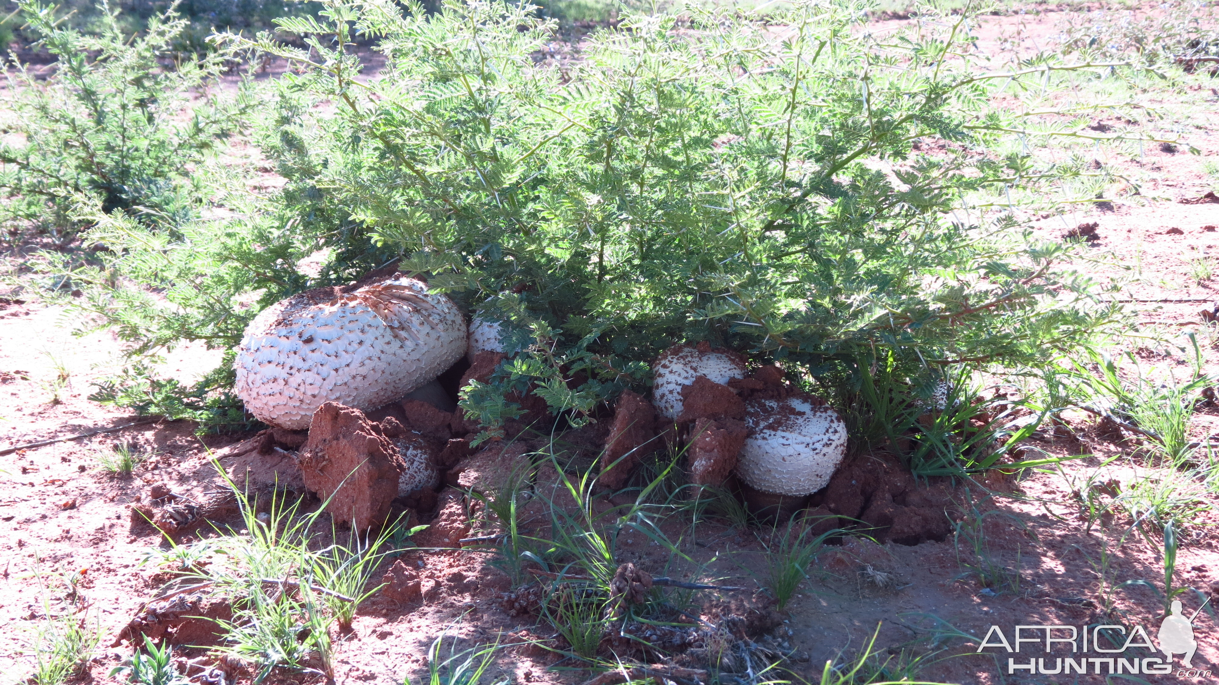 Omajowa termite hill mushrooms Namibia