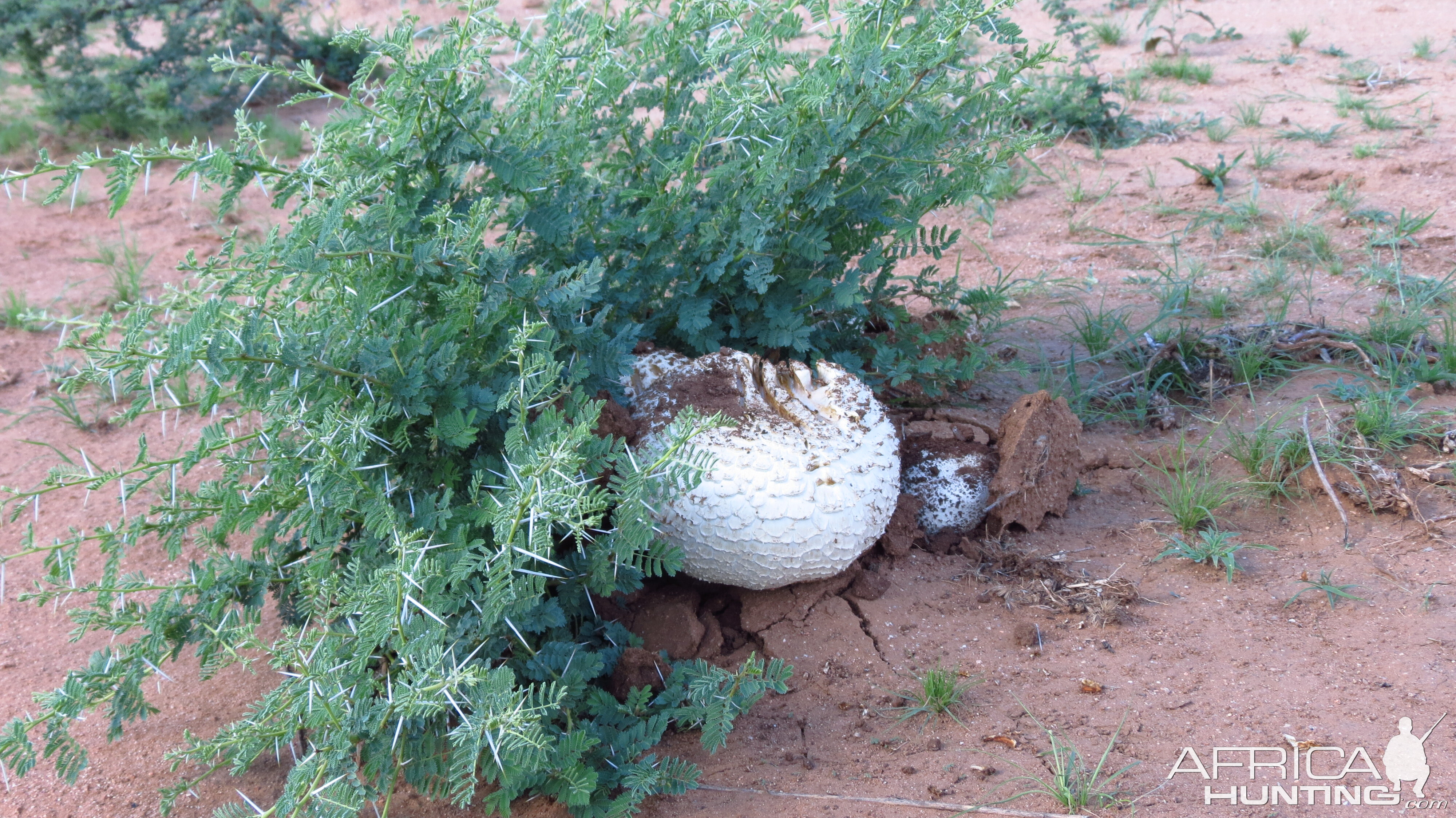 Omajowa termite hill mushrooms Namibia