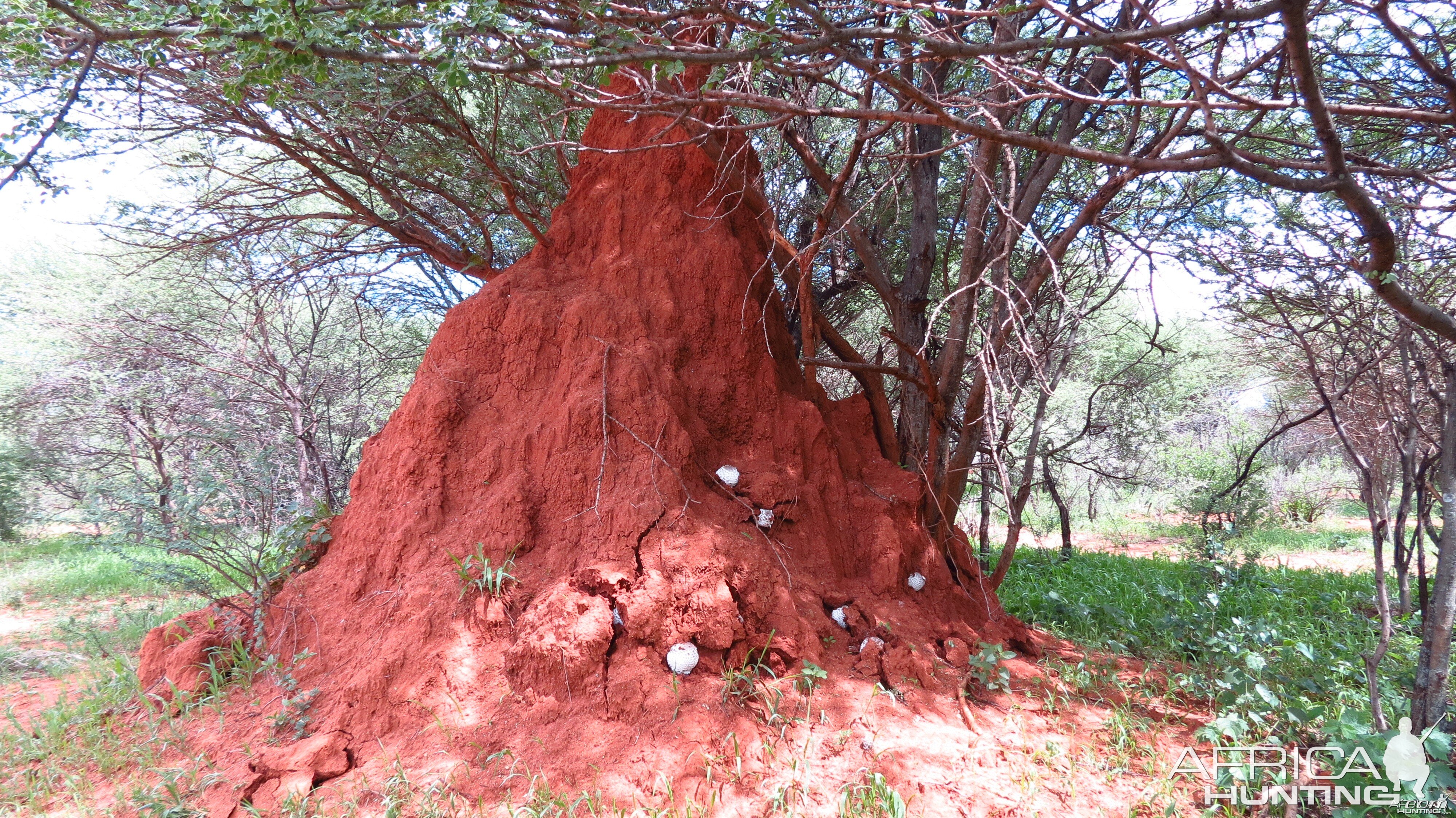 Omajowa termite hill mushrooms Namibia