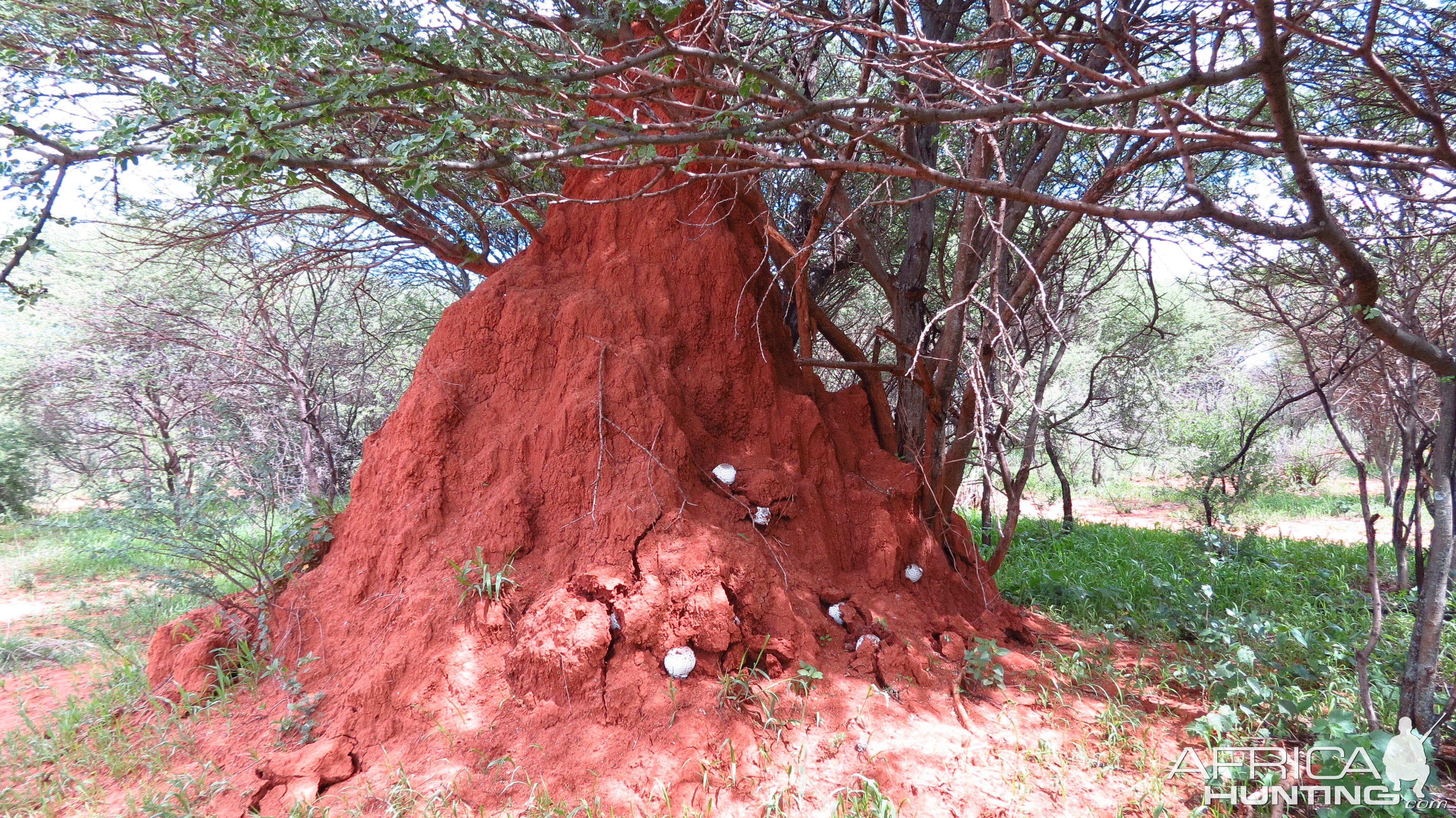 Omajowa termite hill mushrooms Namibia