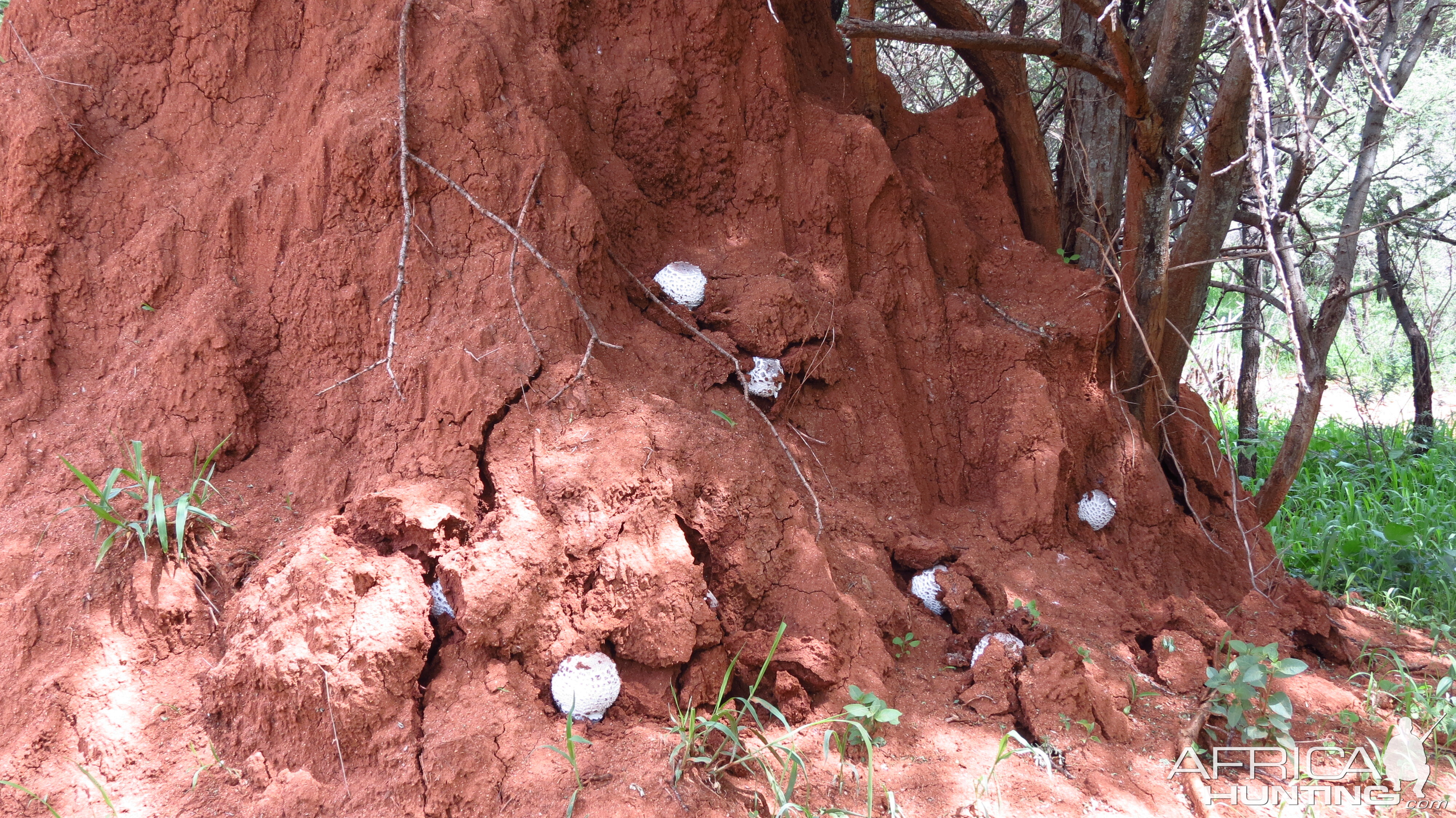 Omajowa termite hill mushrooms Namibia