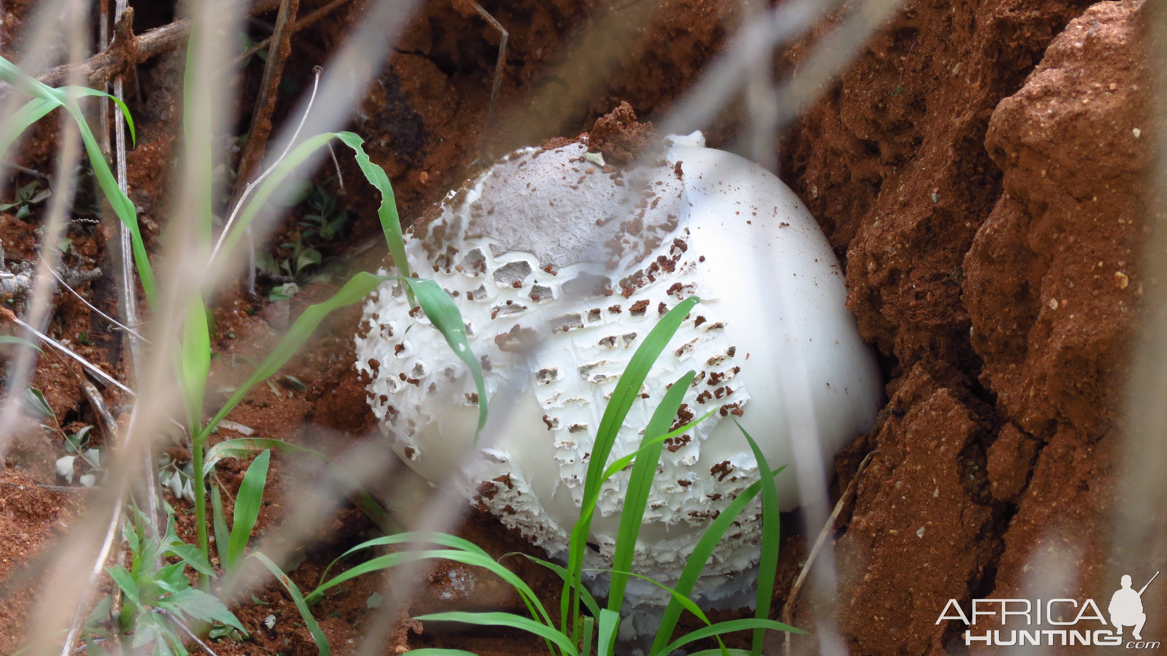 Omajowa termite hill mushrooms Namibia