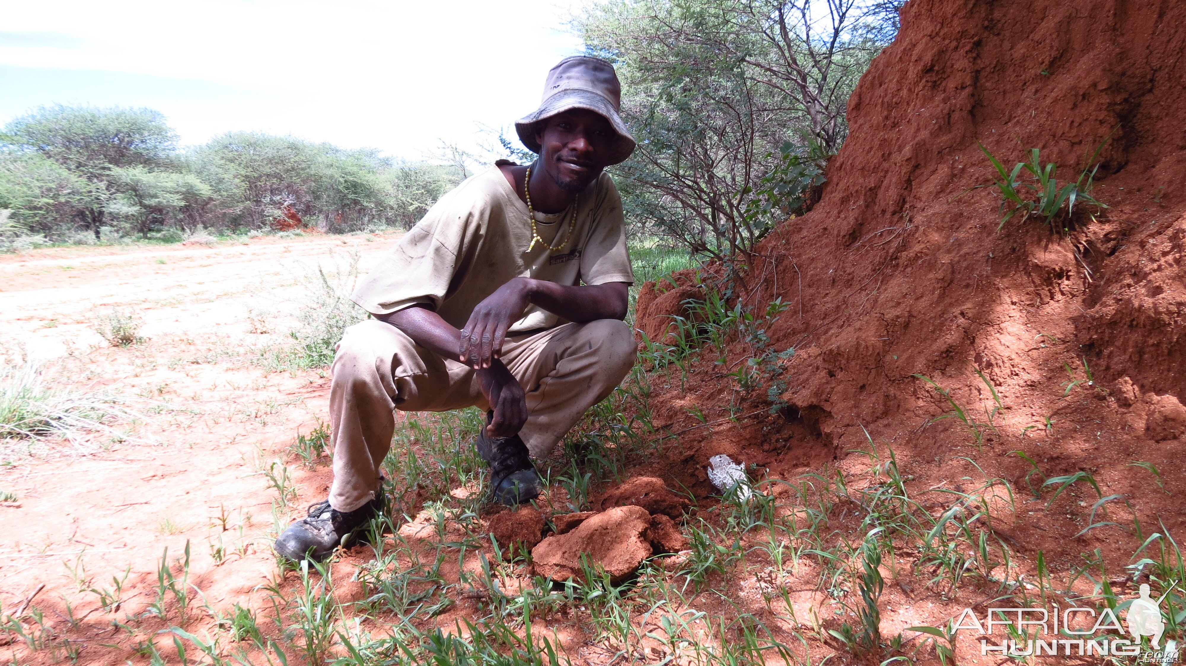 Omajowa termite hill mushrooms Namibia