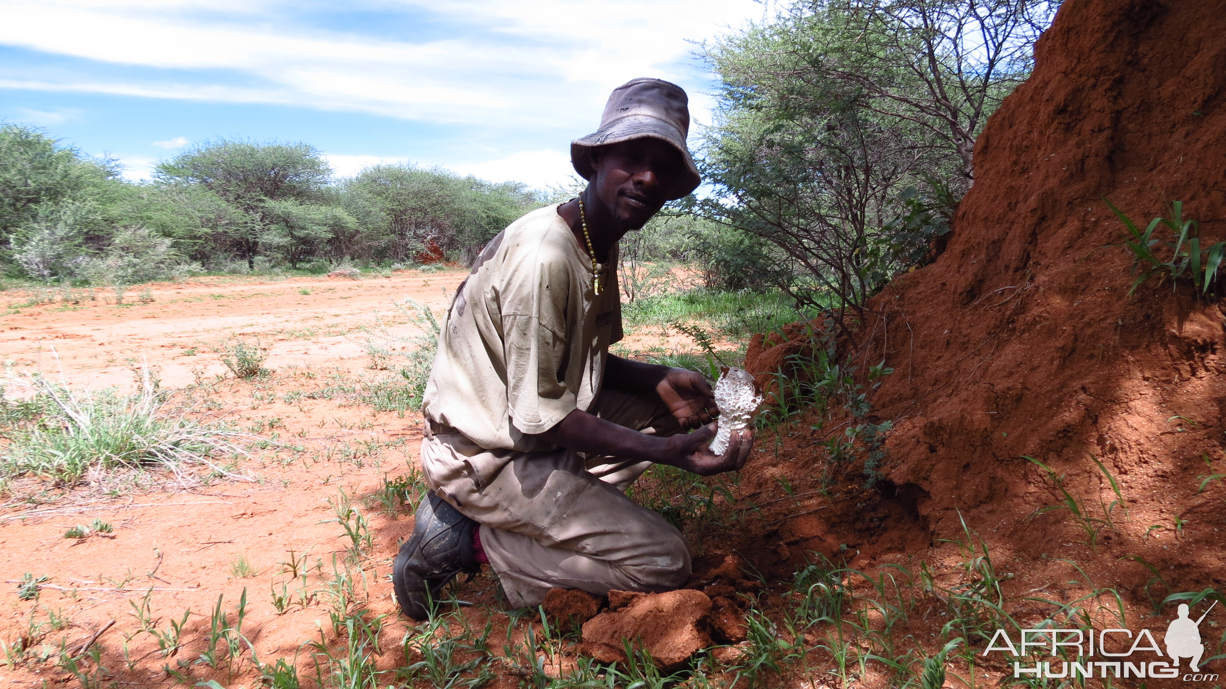 Omajowa termite hill mushrooms Namibia