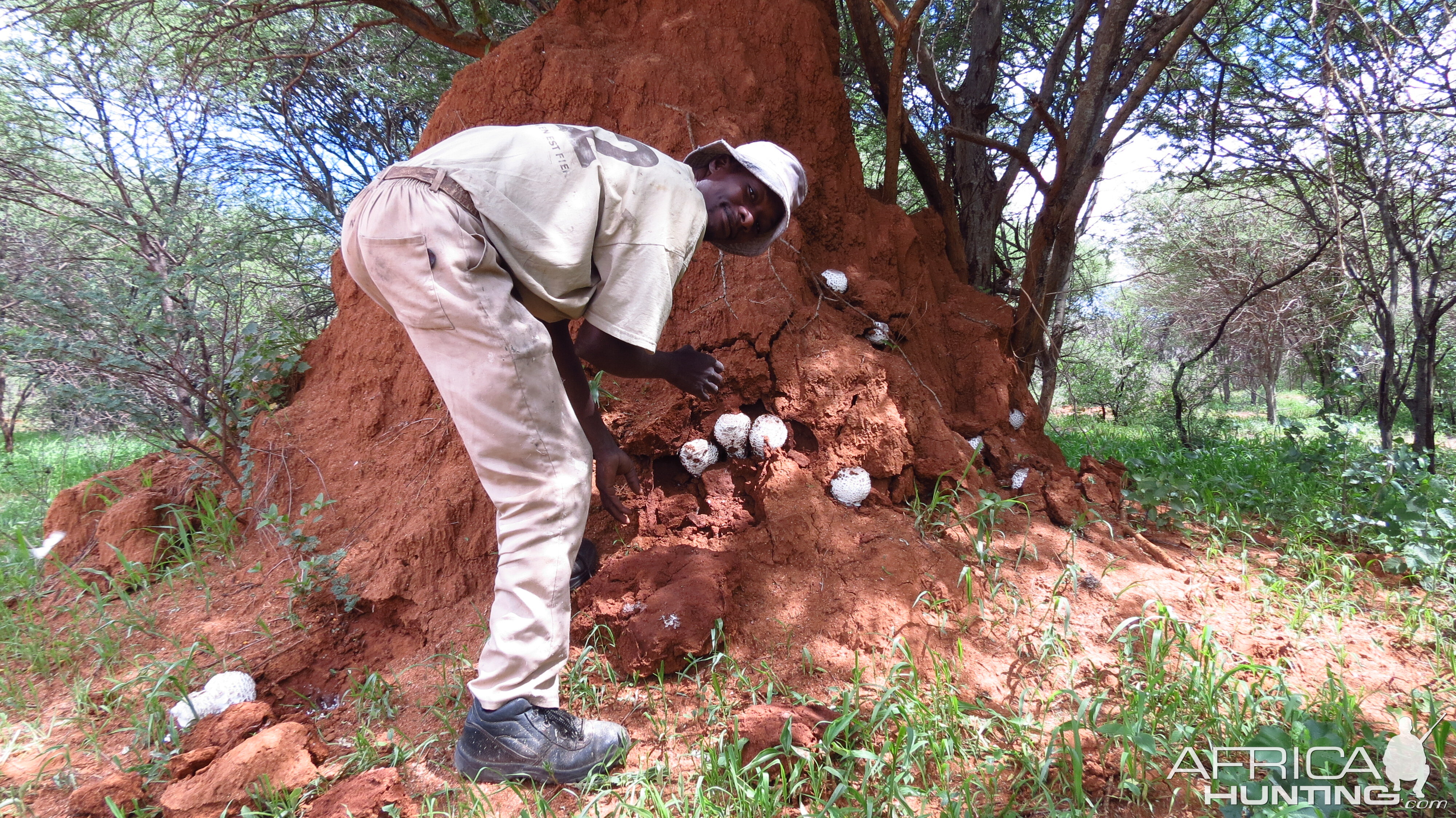 Omajowa termite hill mushrooms Namibia