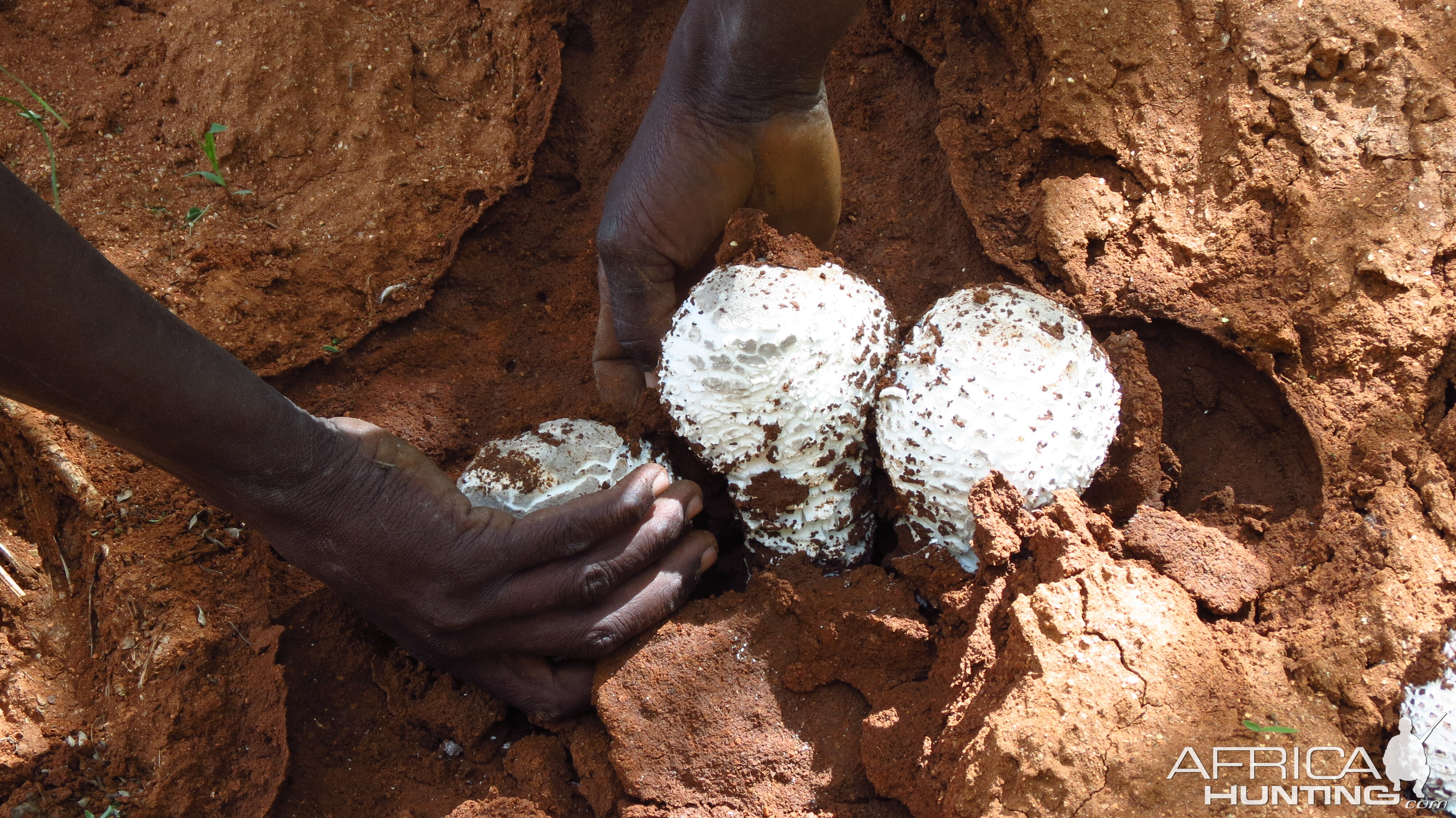 Omajowa termite hill mushrooms Namibia