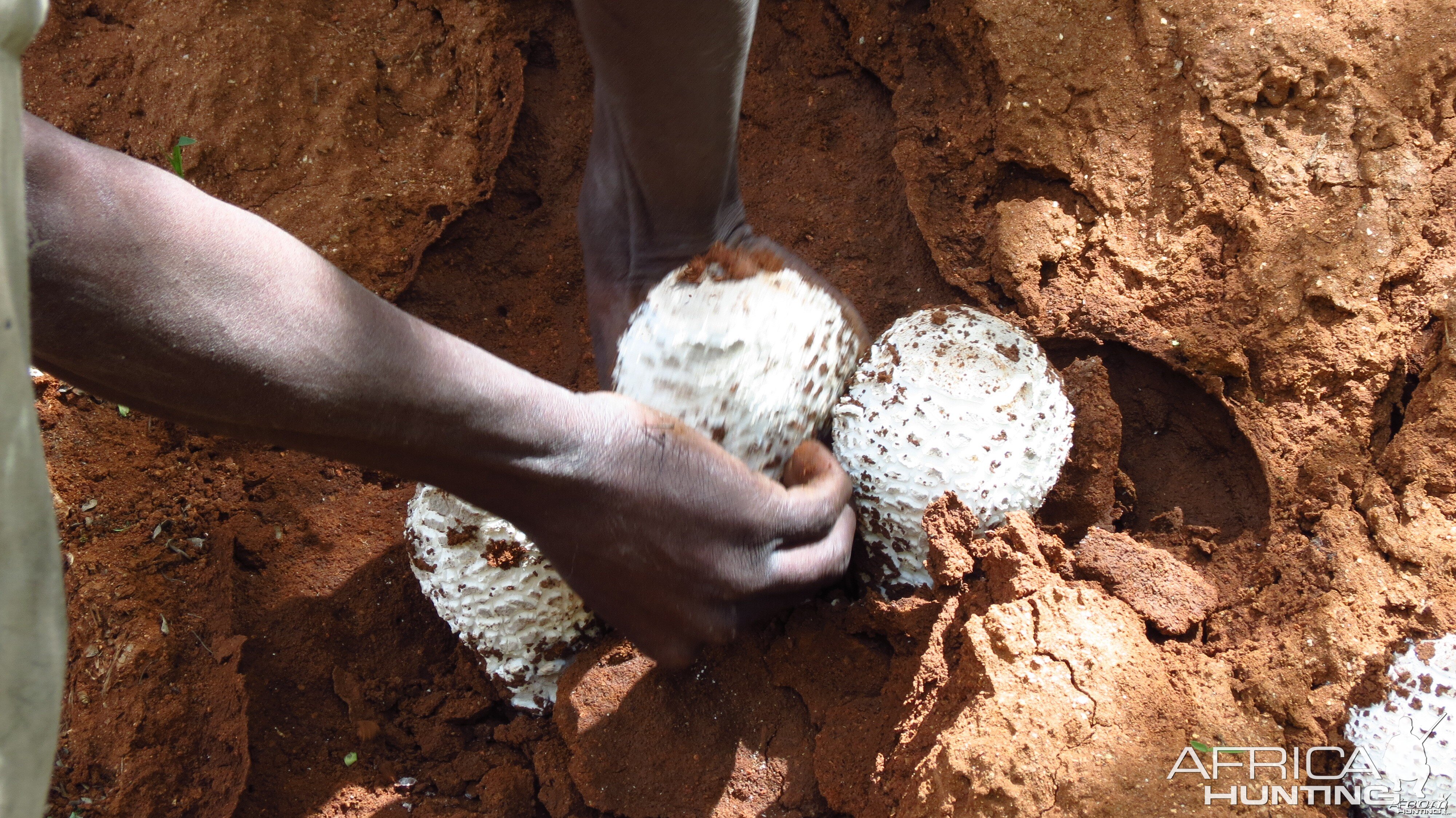 Omajowa termite hill mushrooms Namibia