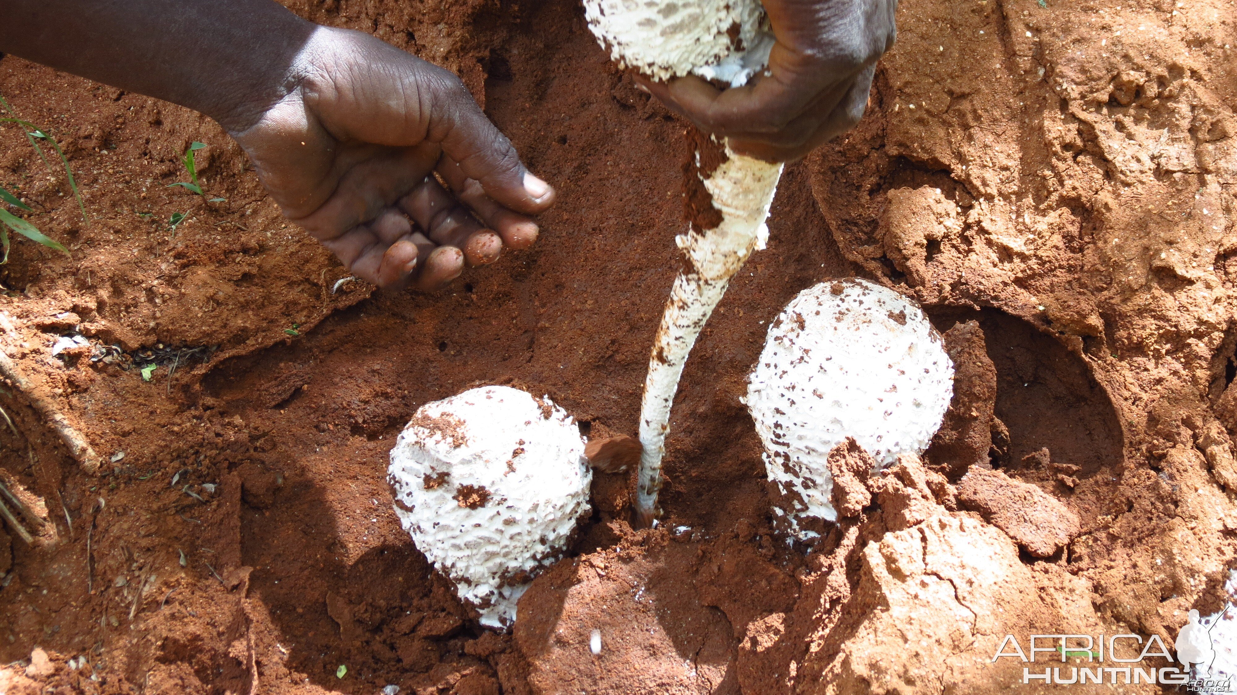 Omajowa termite hill mushrooms Namibia