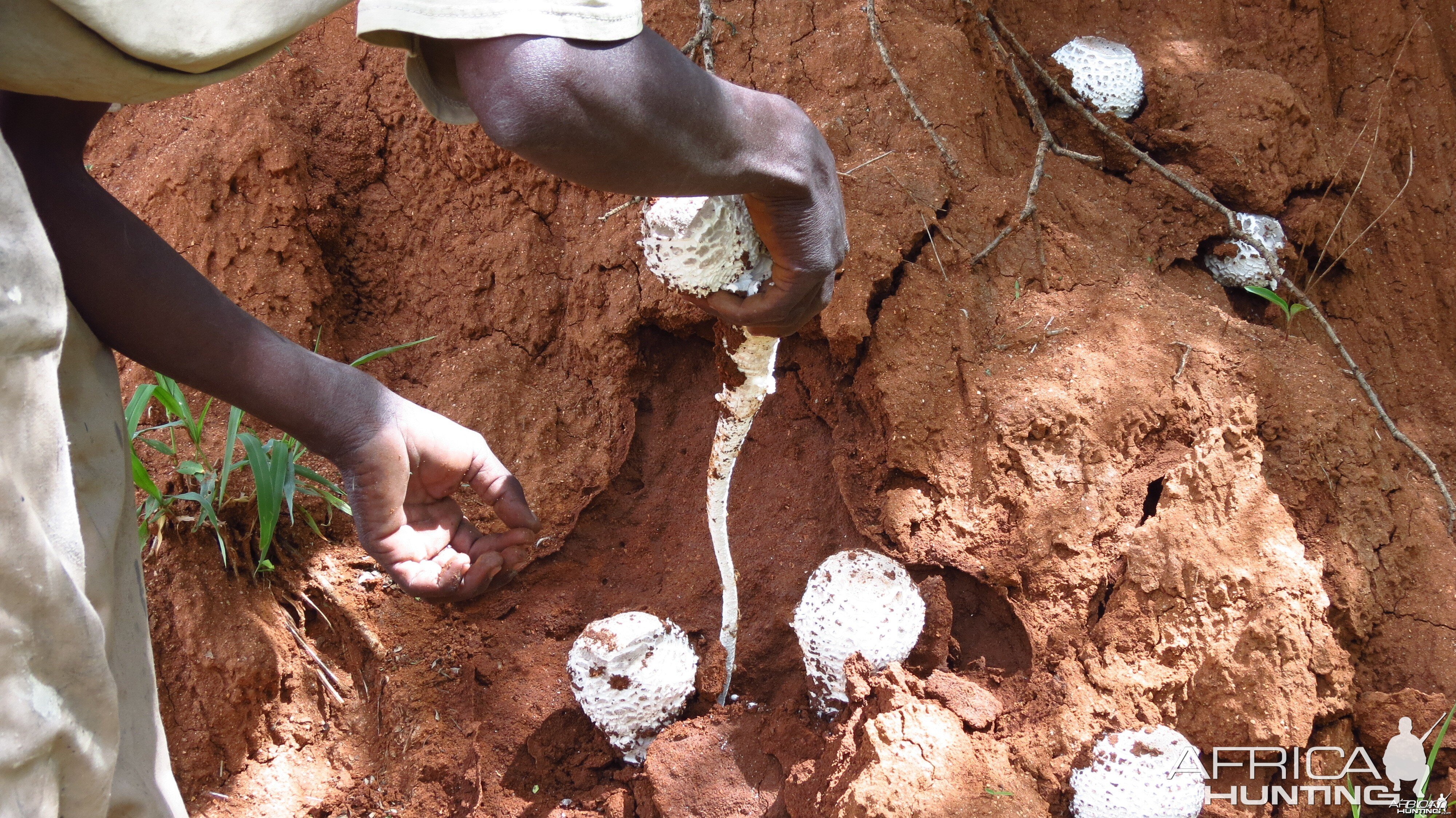 Omajowa termite hill mushrooms Namibia