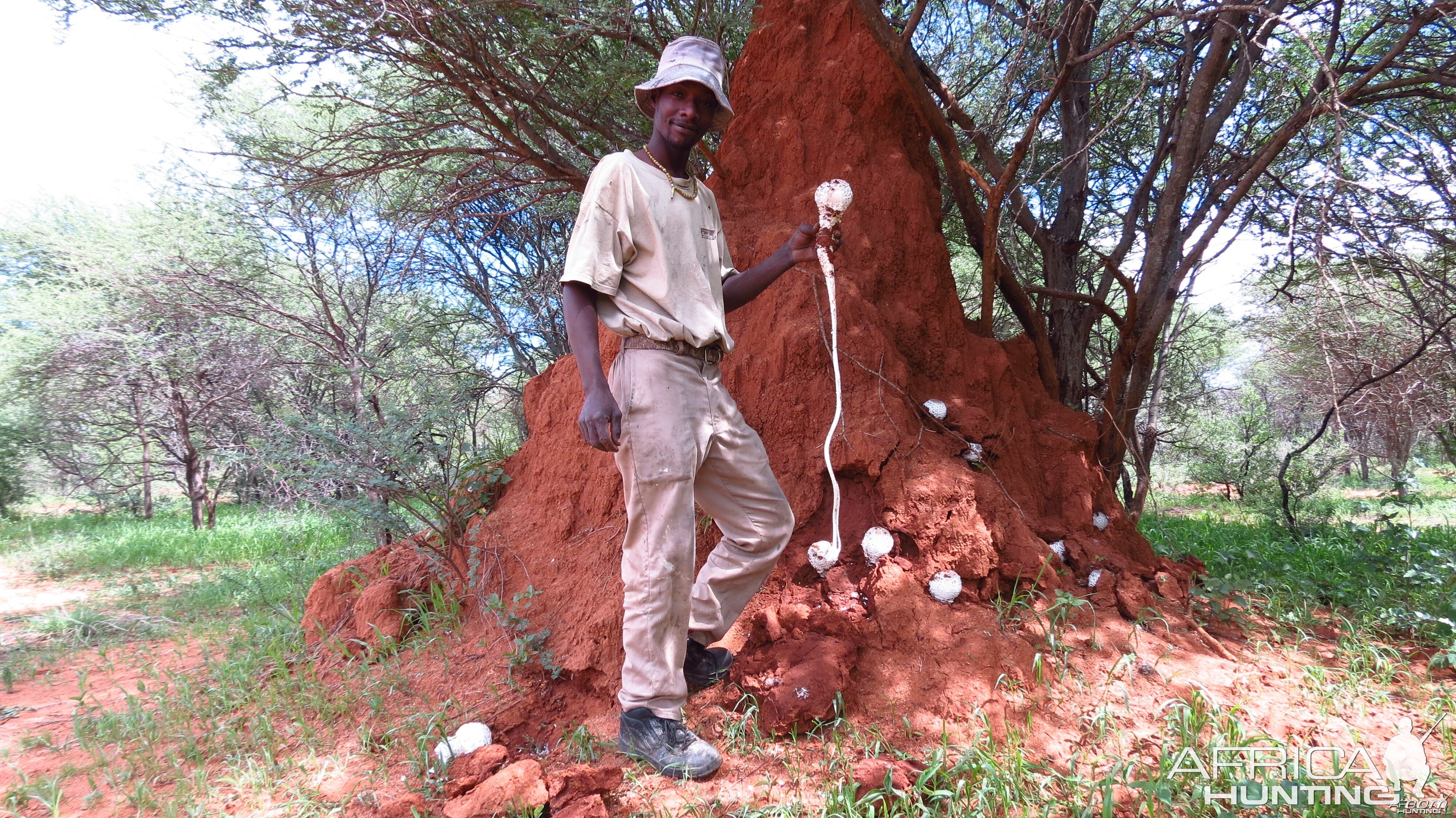 Omajowa termite hill mushrooms Namibia