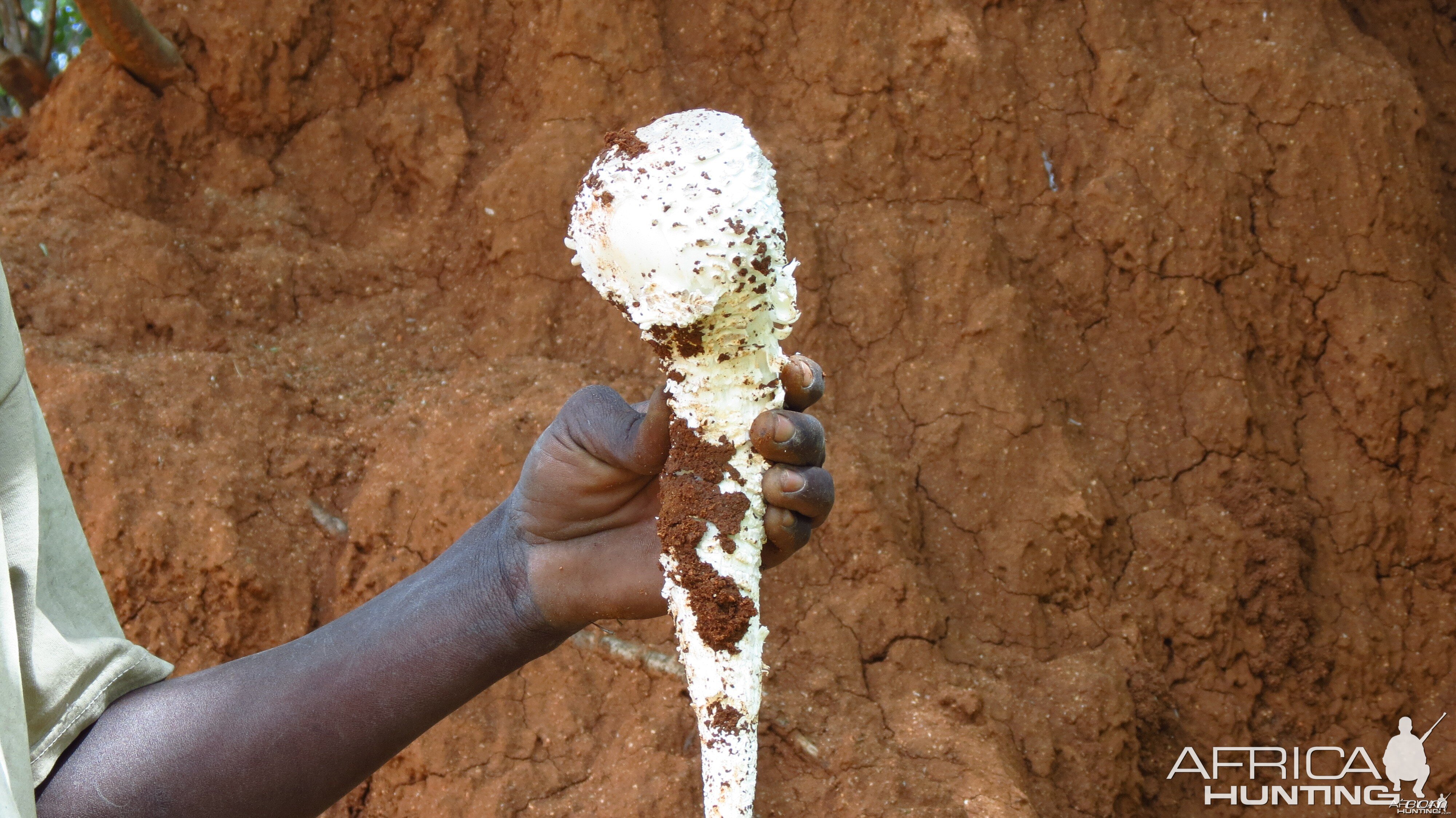 Omajowa termite hill mushrooms Namibia