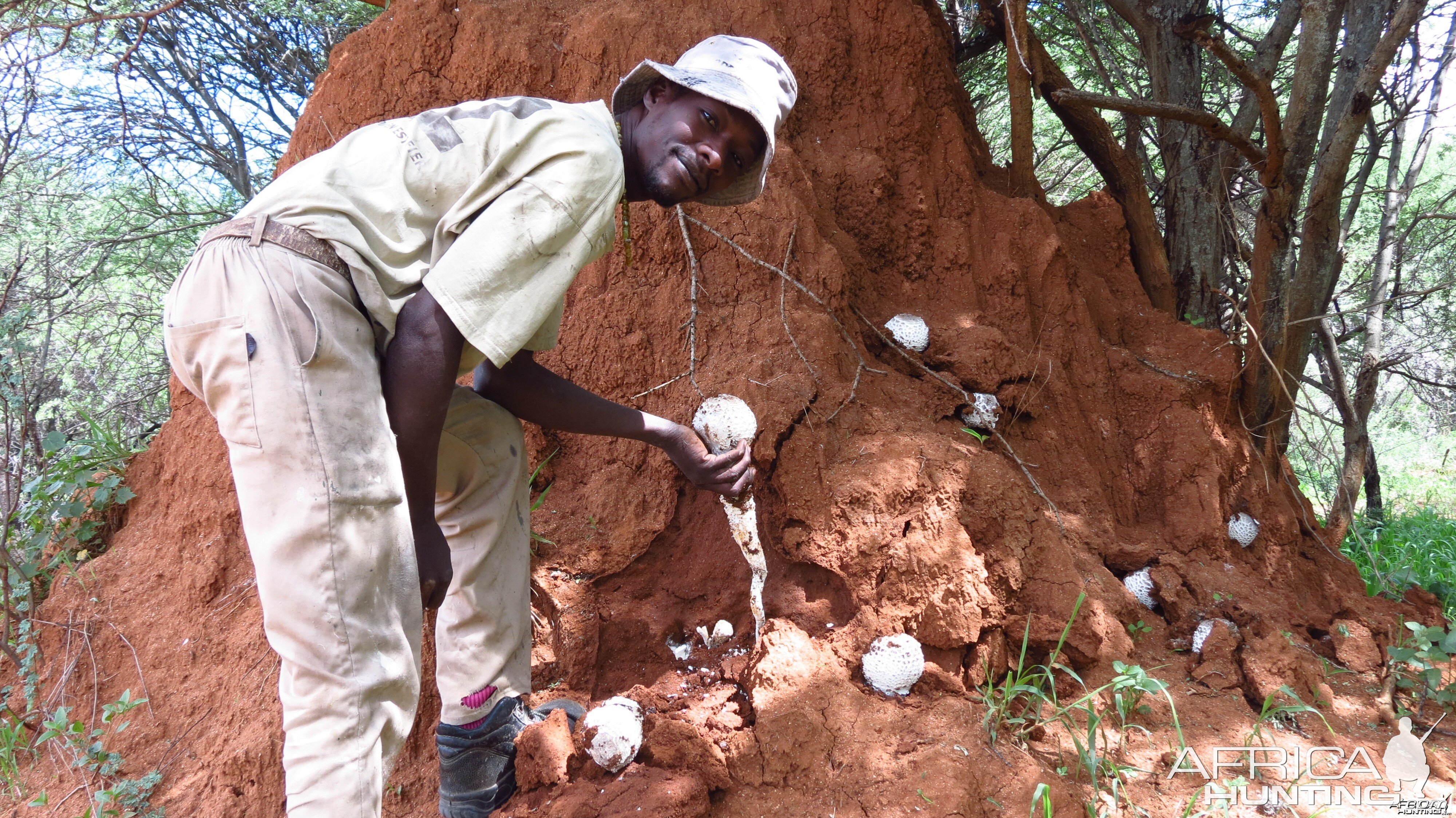 Omajowa termite hill mushrooms Namibia