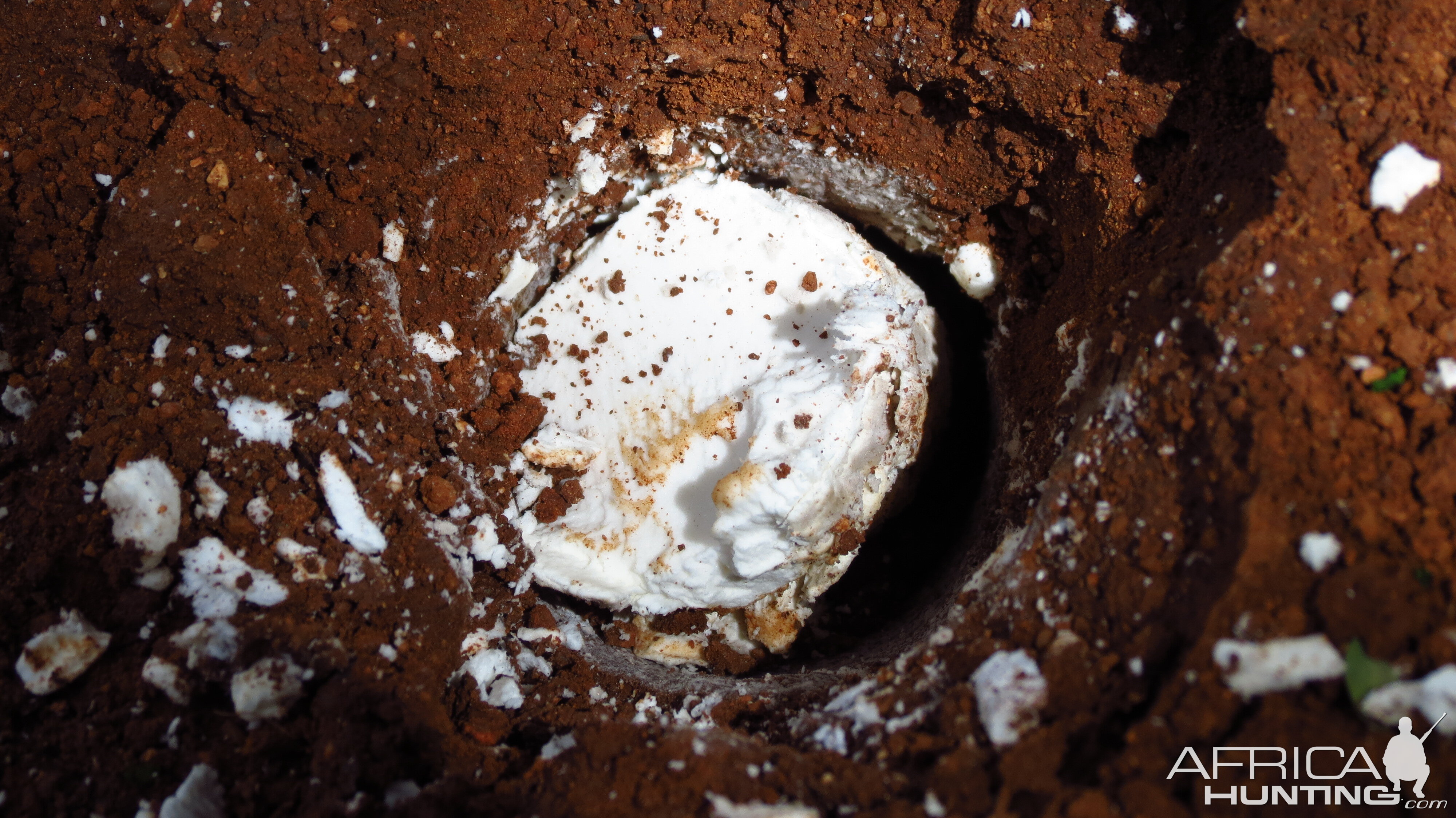 Omajowa termite hill mushrooms Namibia