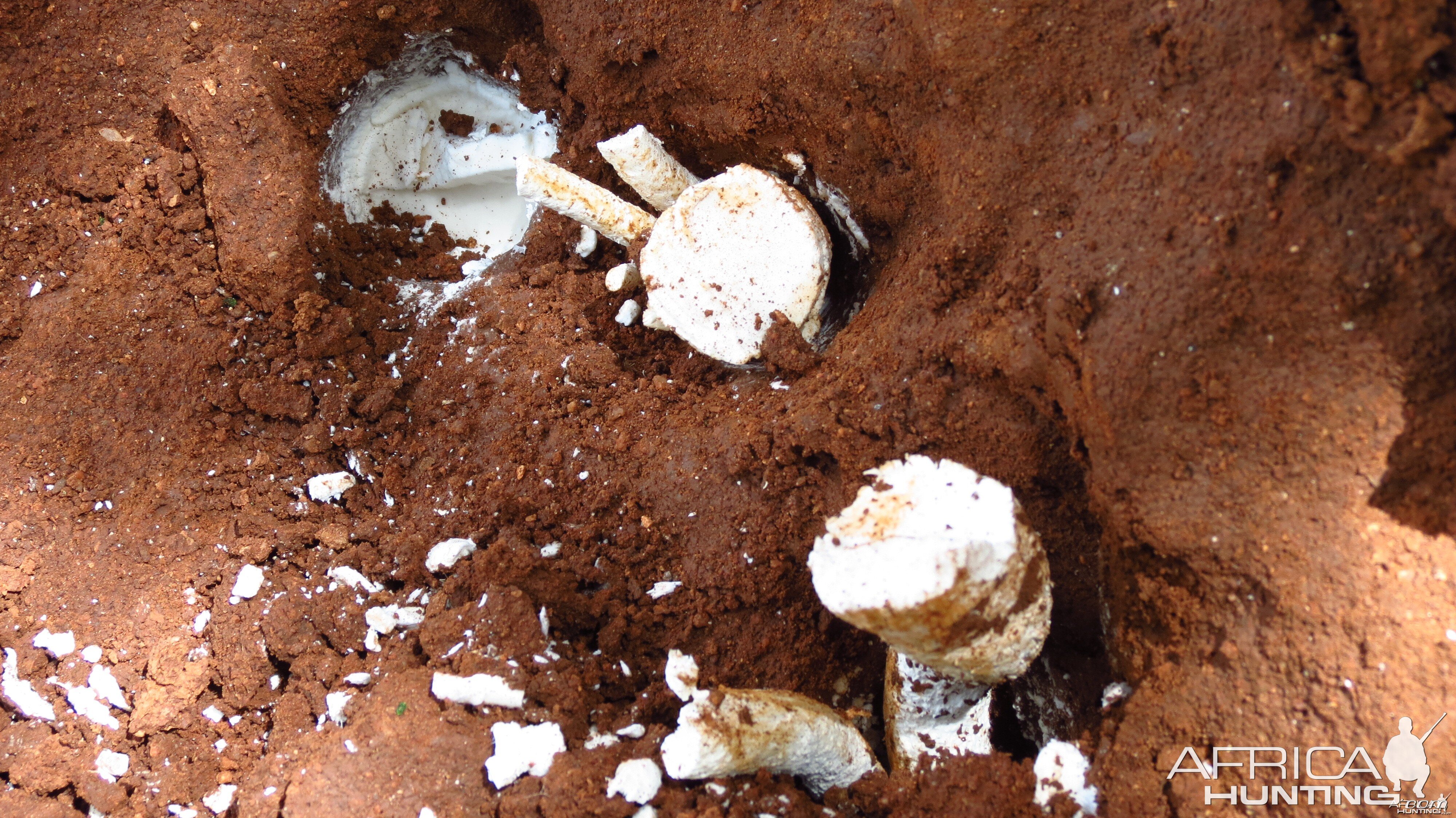 Omajowa termite hill mushrooms Namibia