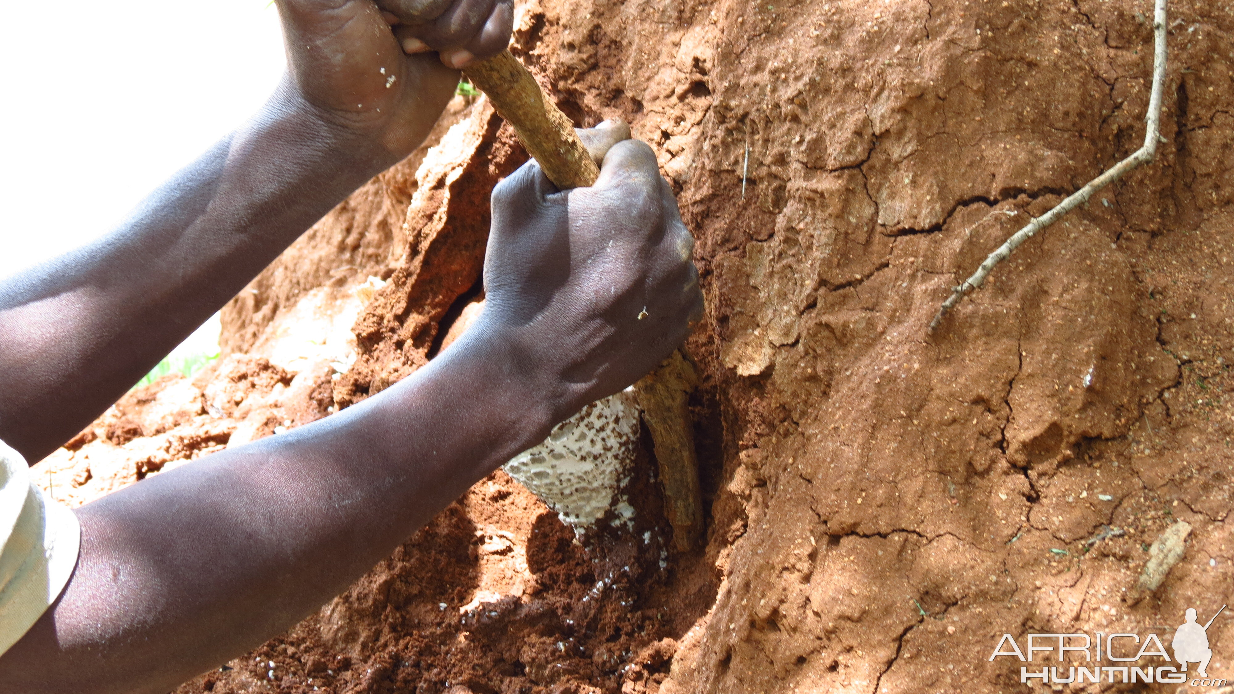 Omajowa termite hill mushrooms Namibia