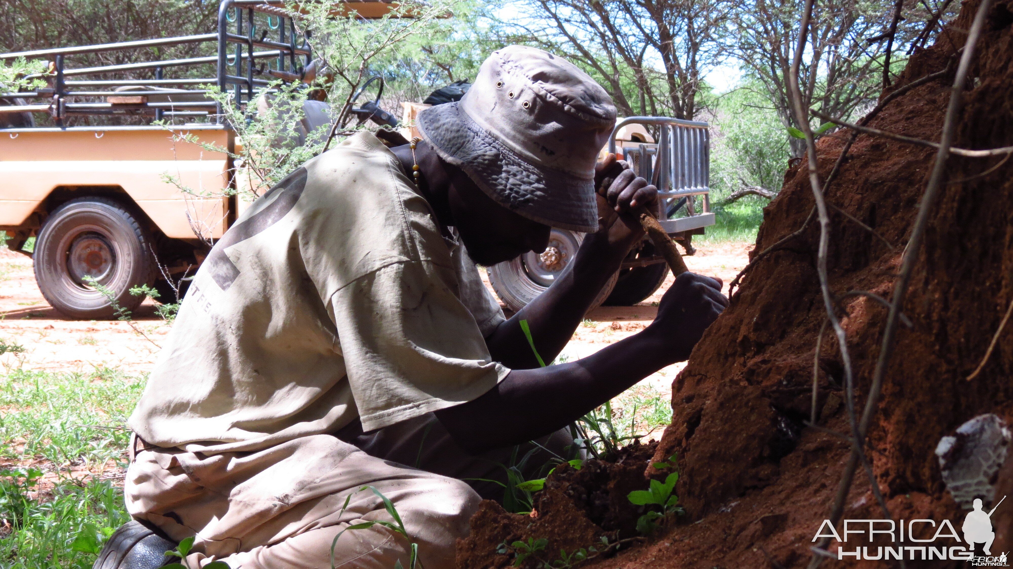 Omajowa termite hill mushrooms Namibia