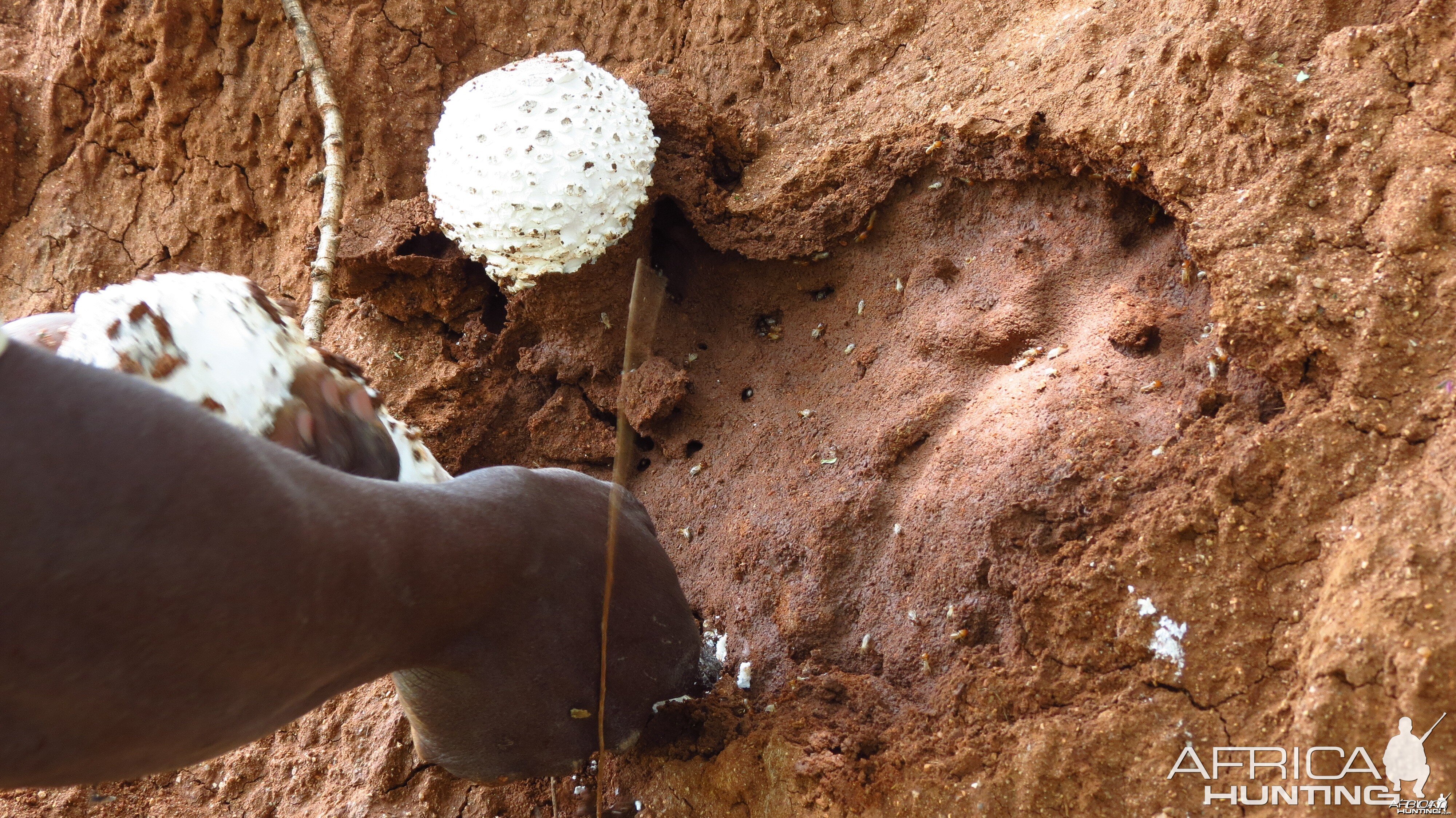 Omajowa termite hill mushrooms Namibia