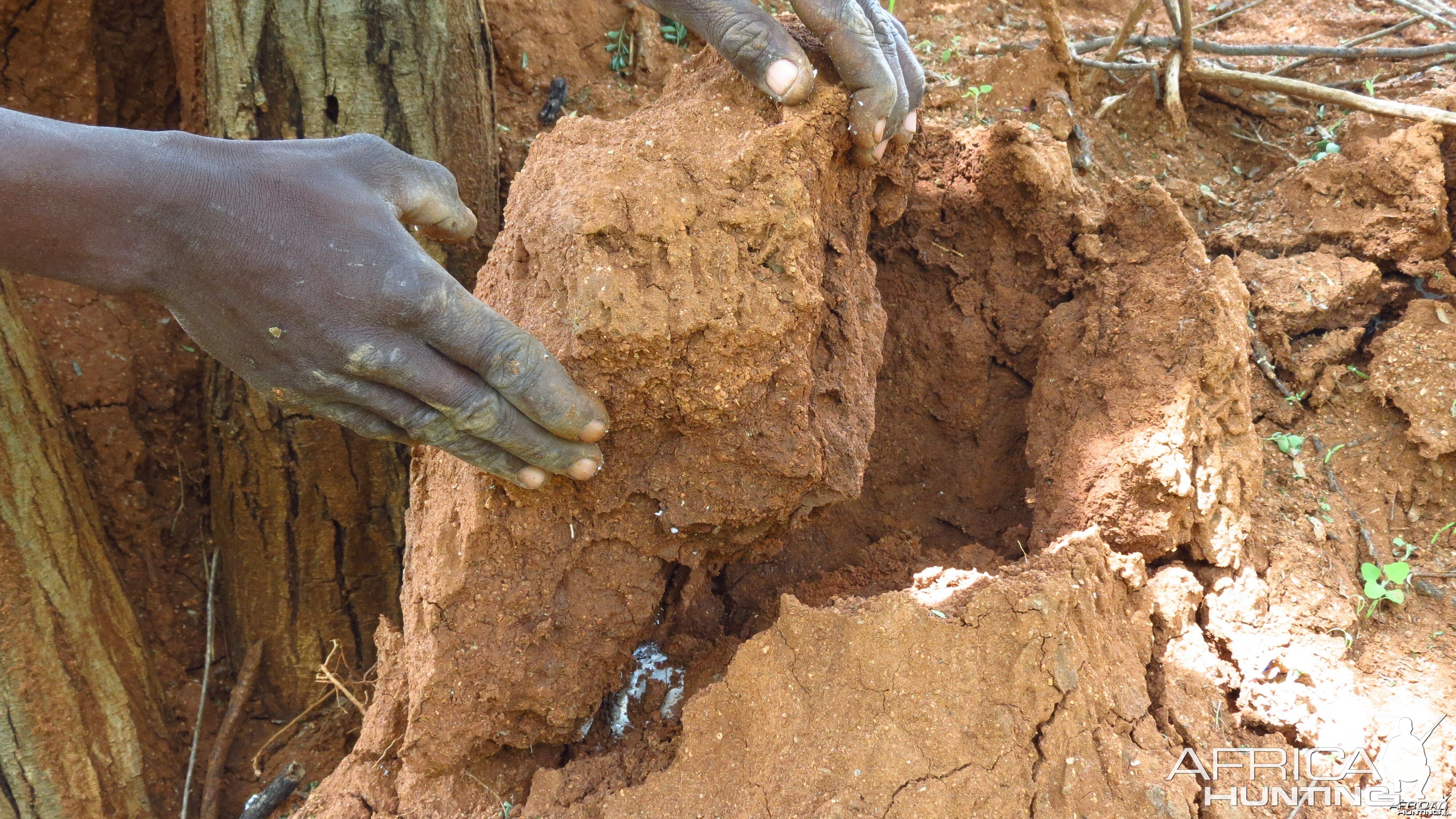 Omajowa termite hill mushrooms Namibia