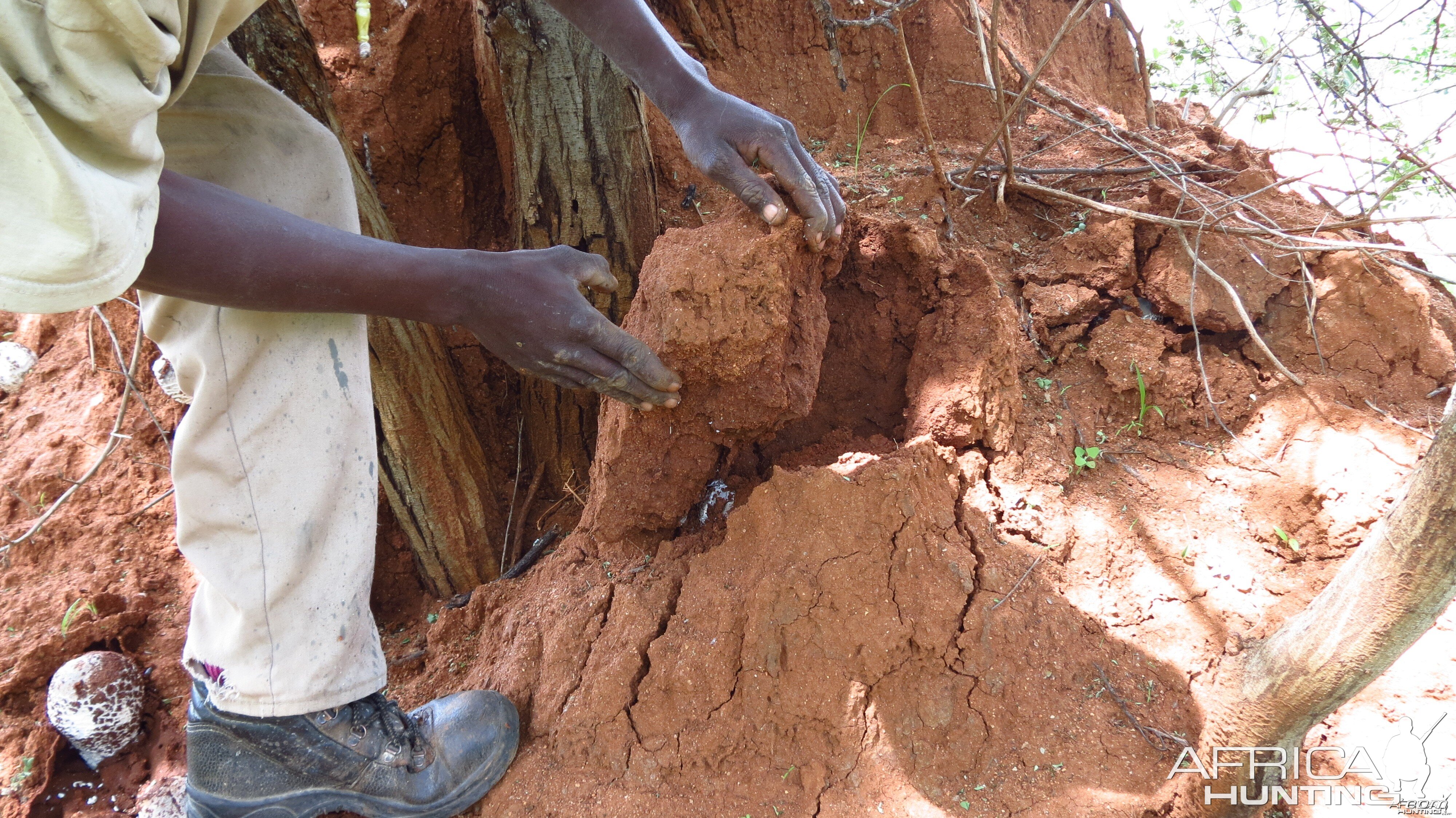 Omajowa termite hill mushrooms Namibia