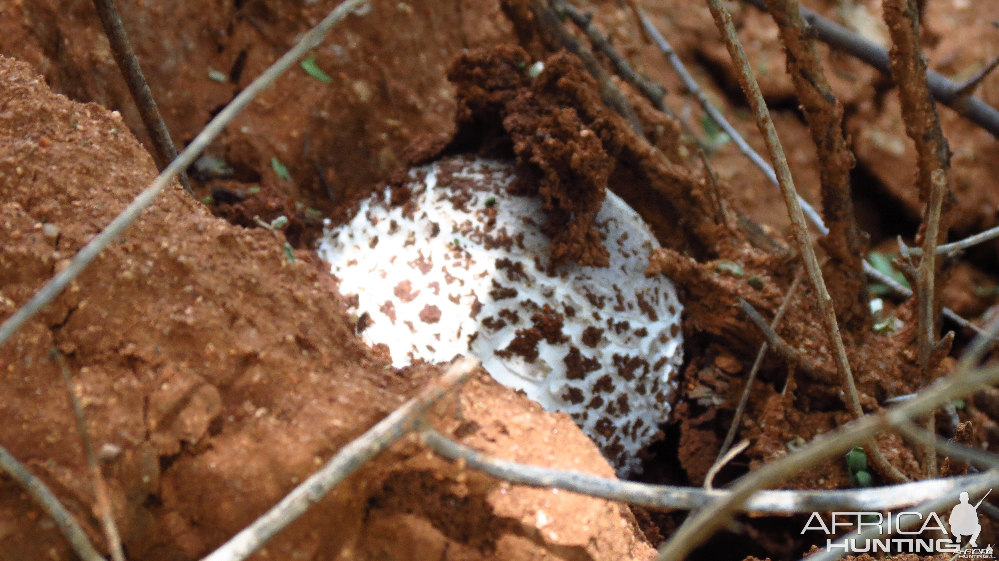 Omajowa termite hill mushrooms Namibia